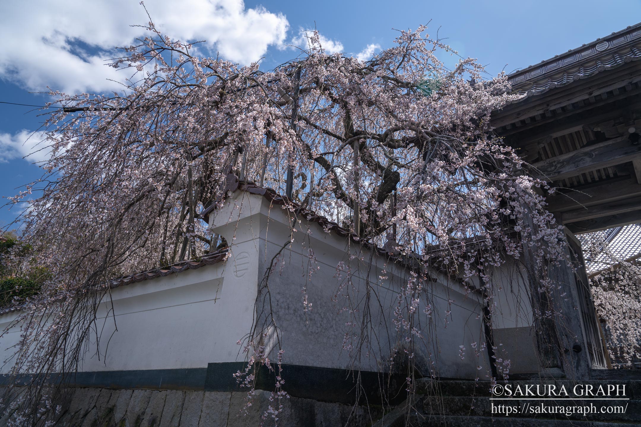 圓立寺のシダレザクラ