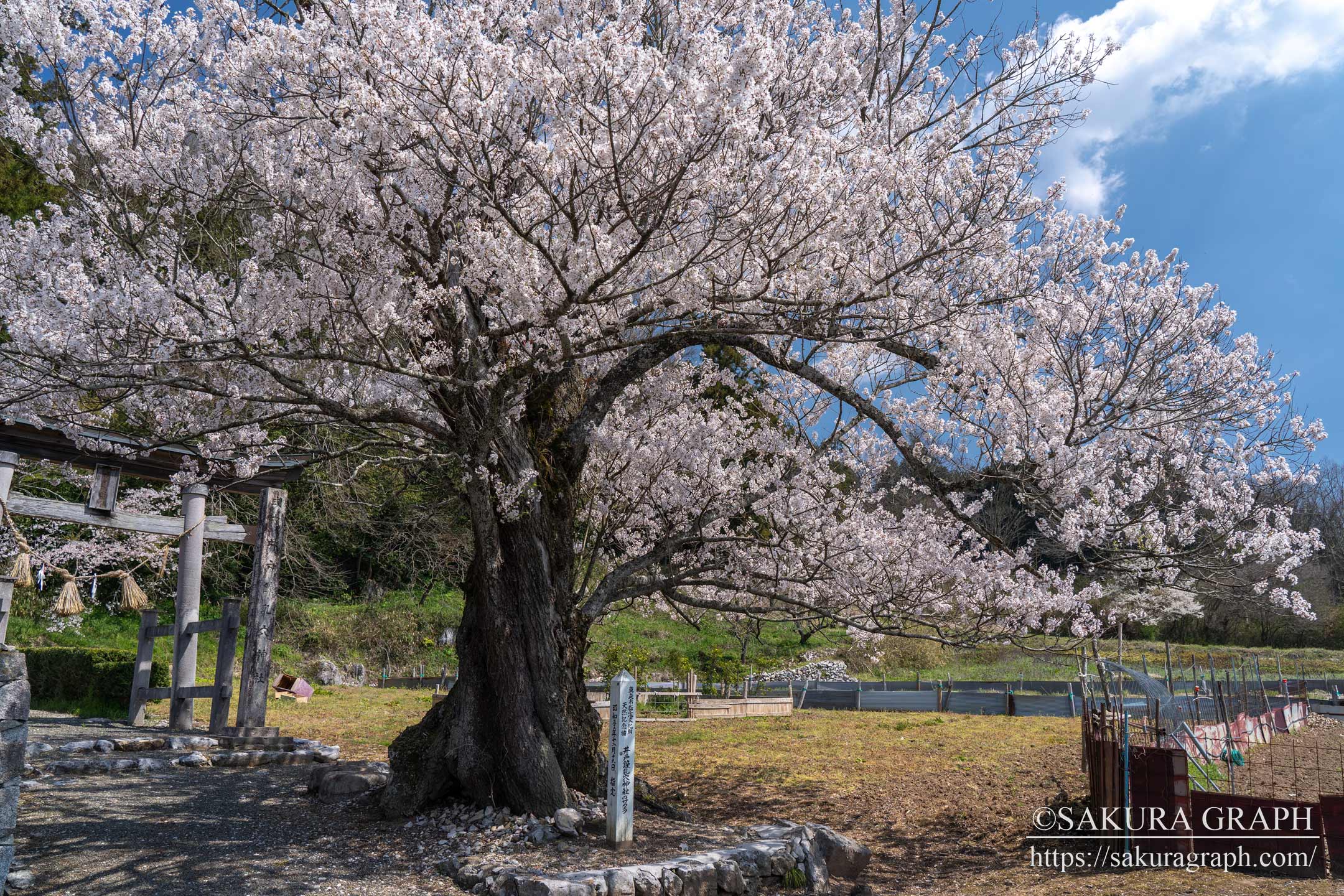 井戸鐘乳穴神社の桜