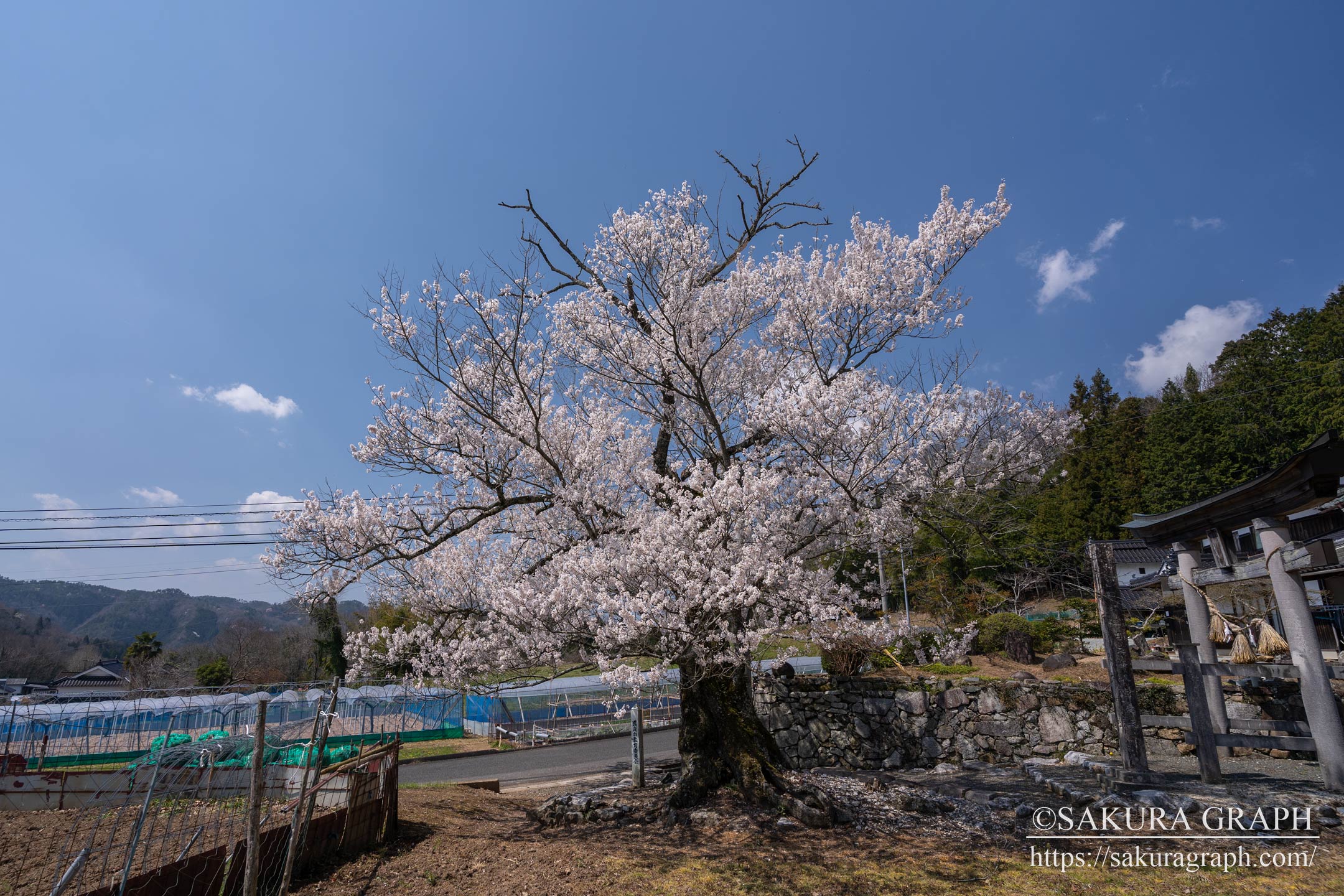 井戸鐘乳穴神社の桜
