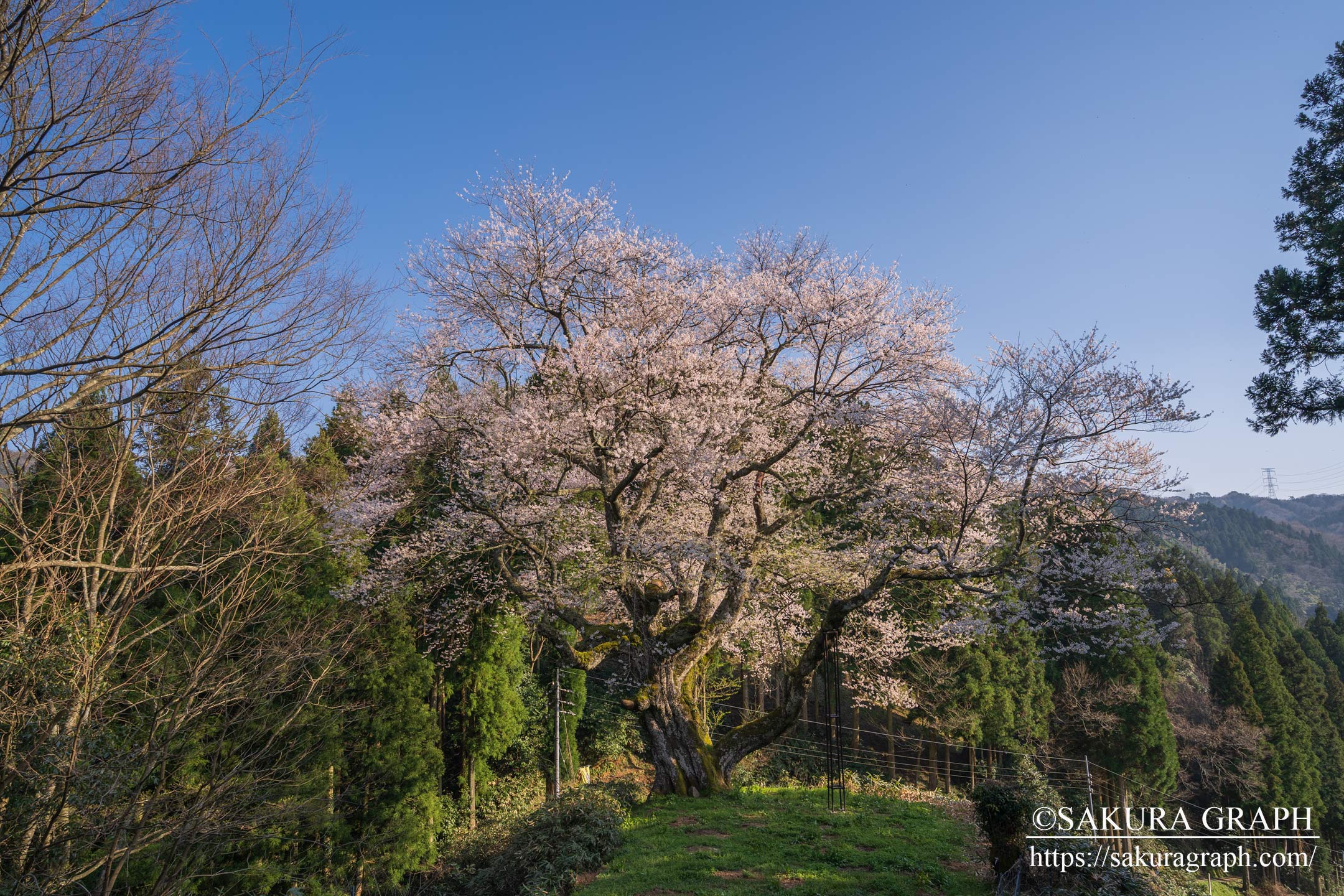 金谷城山桜