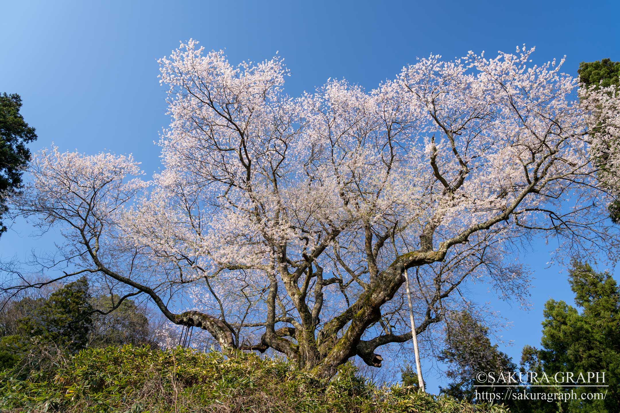 金谷城山桜