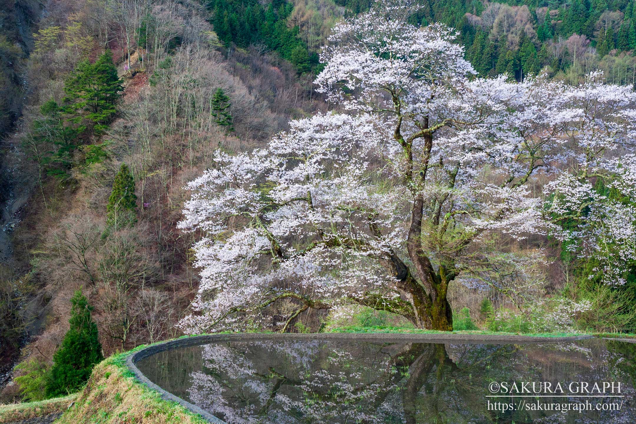 駒つなぎの桜 Sakuragraph