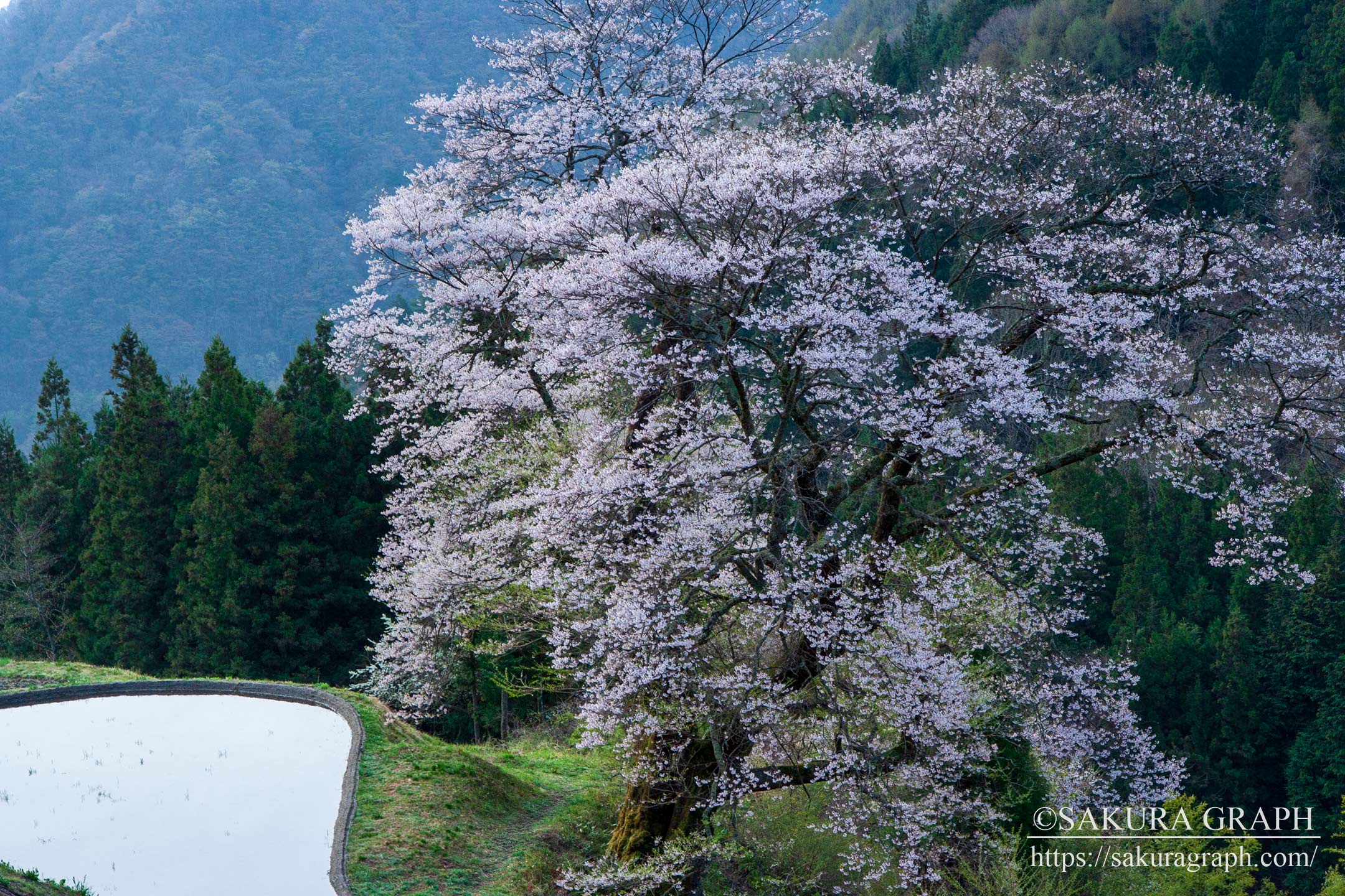 駒つなぎの桜 Sakuragraph