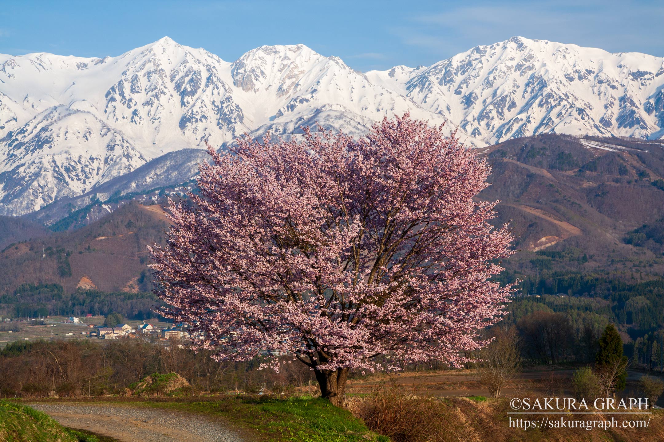 野平の桜 Sakuragraph