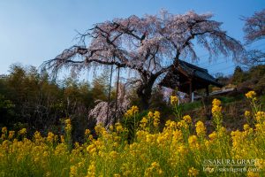 地蔵禅院のシダレザクラ