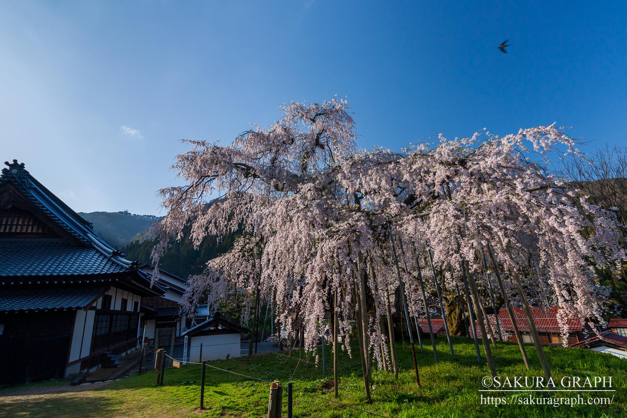 泰雲寺のシダレザクラ