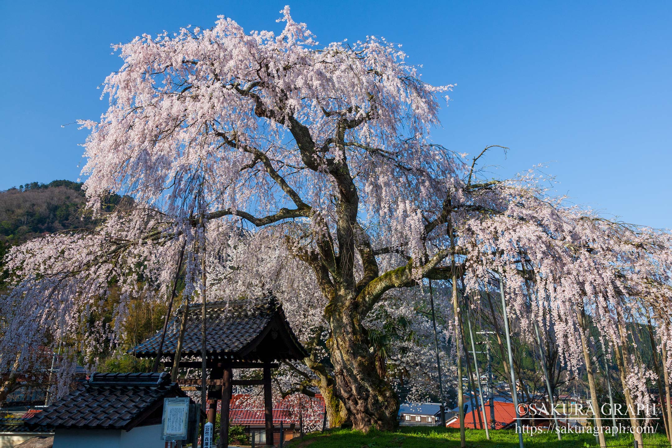 泰雲寺のシダレザクラ