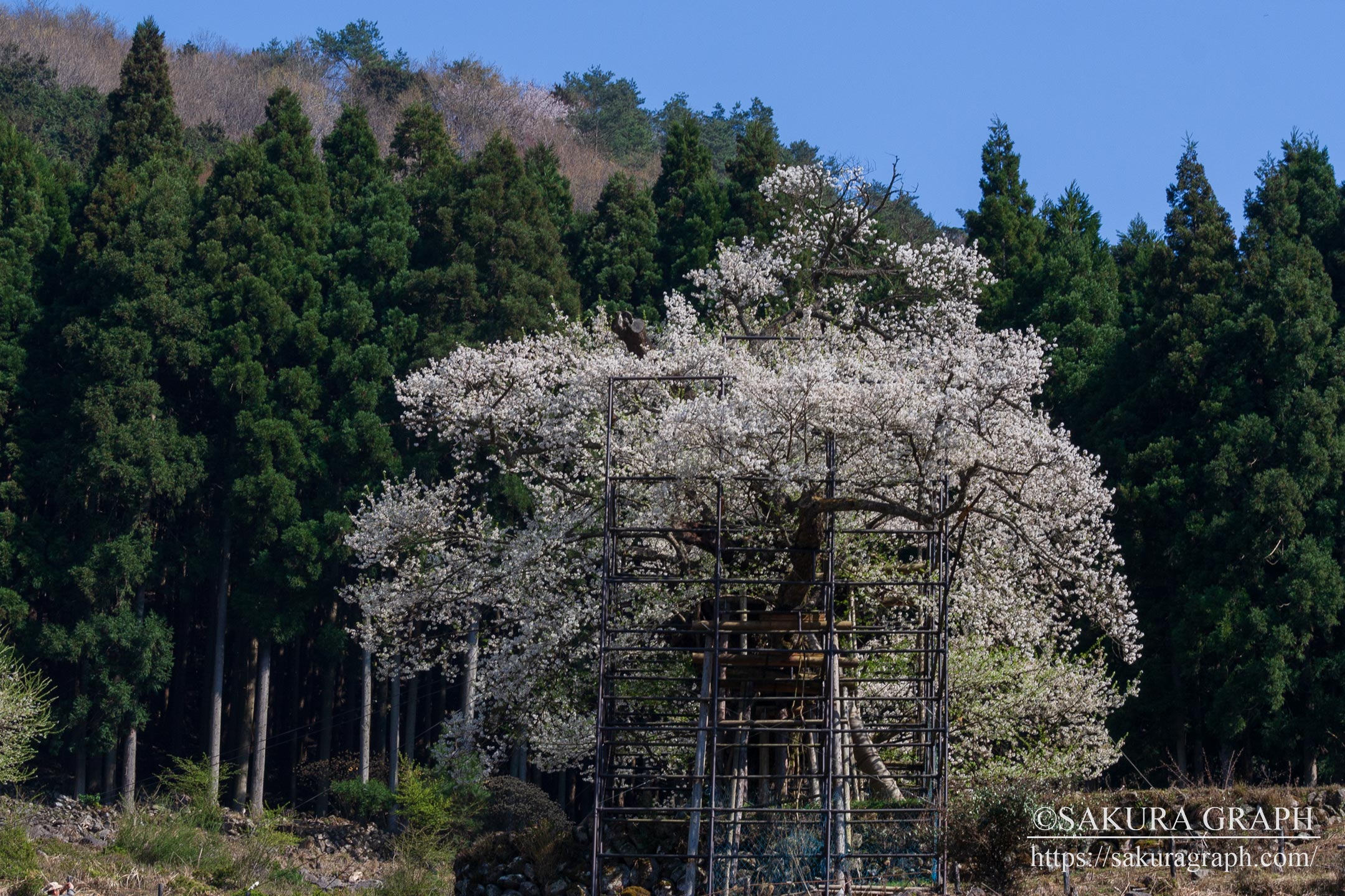 樽見の仙桜