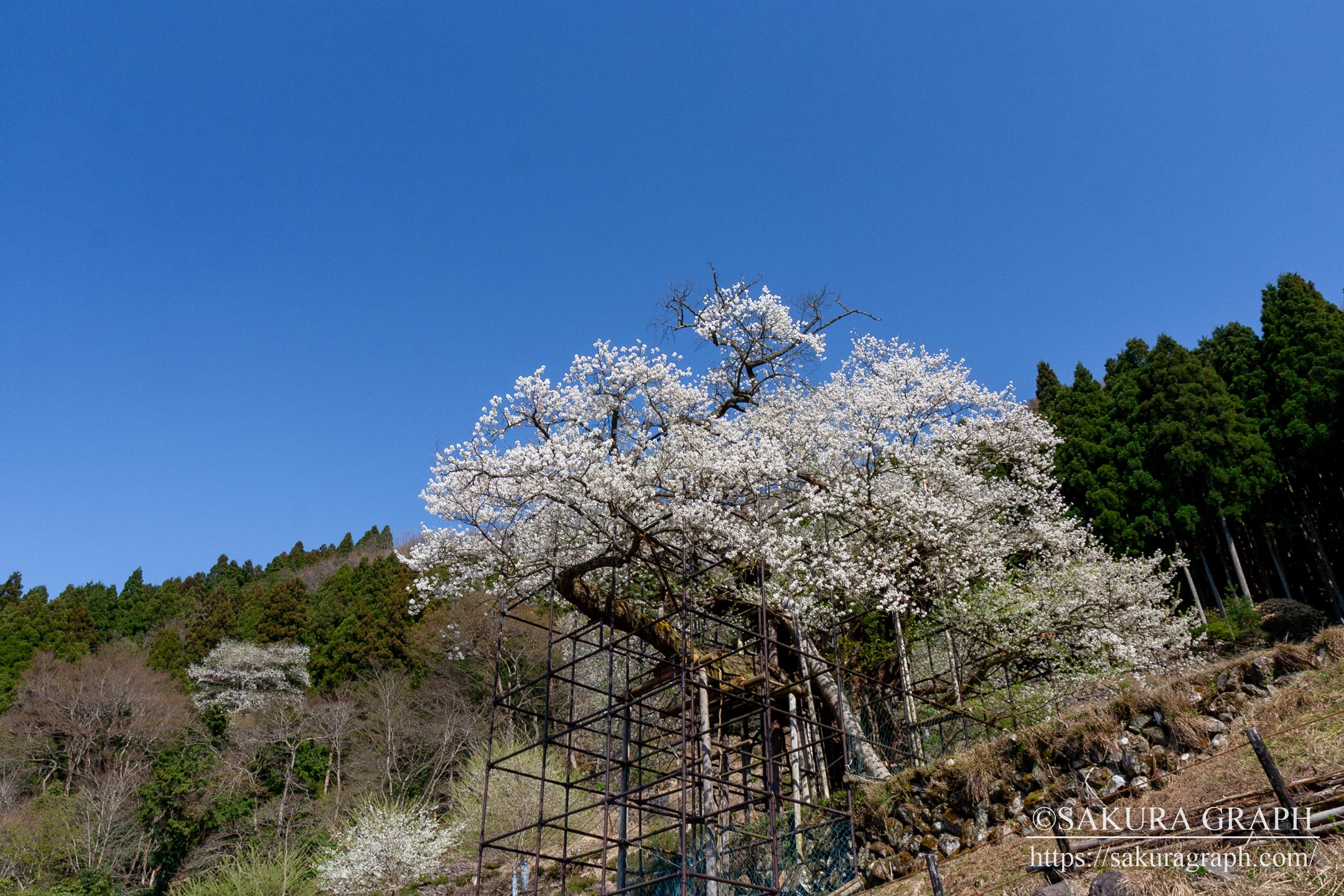 樽見の仙桜