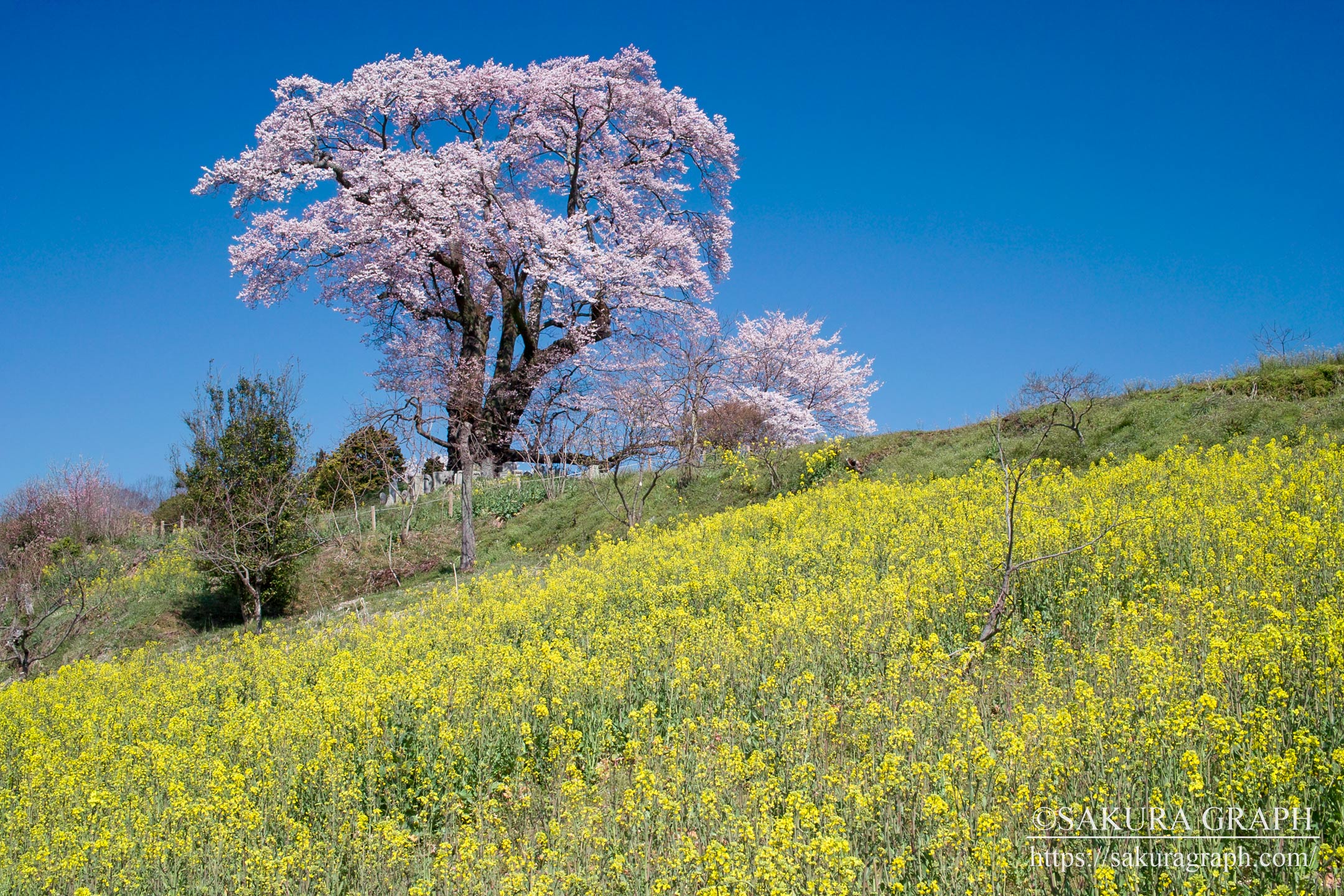 塩ノ崎の大桜