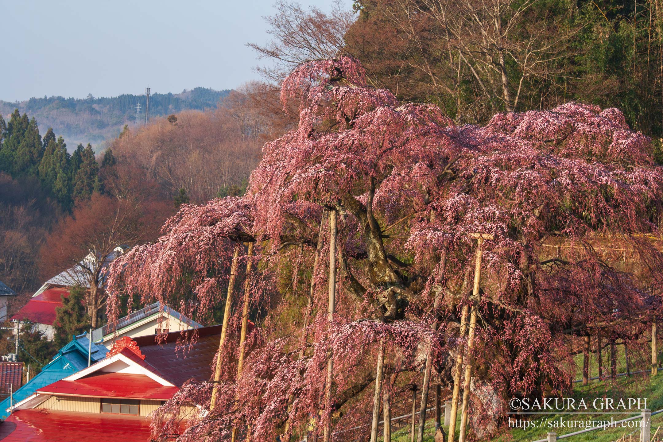 三春滝桜 - SAKURAGRAPH