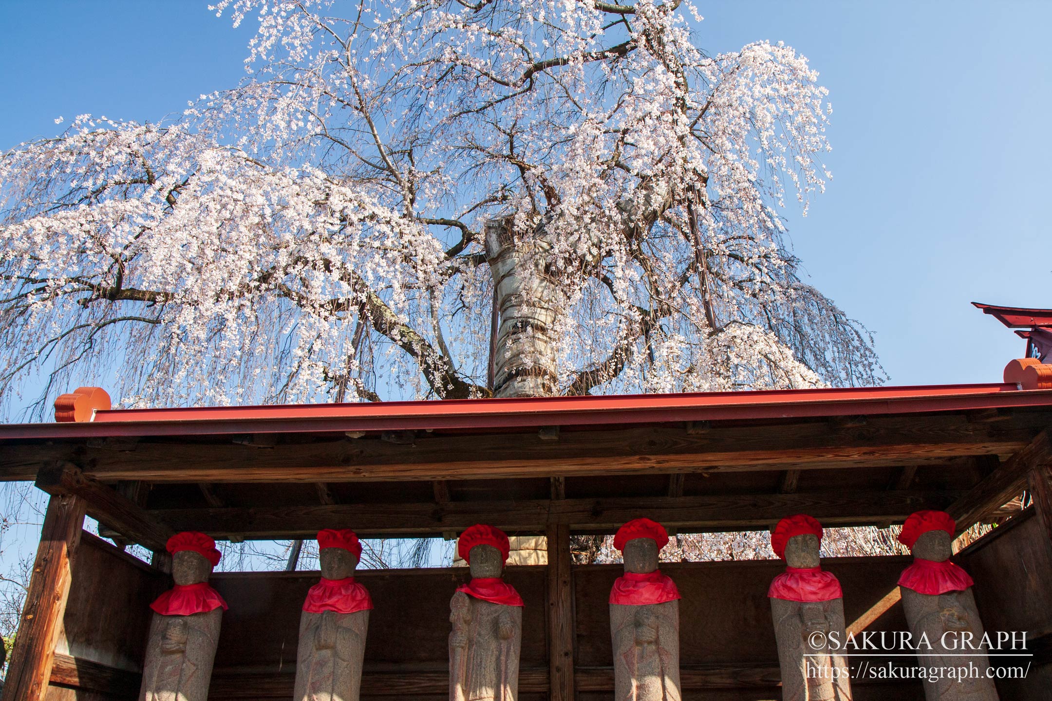 隆谷寺のシダレザクラ