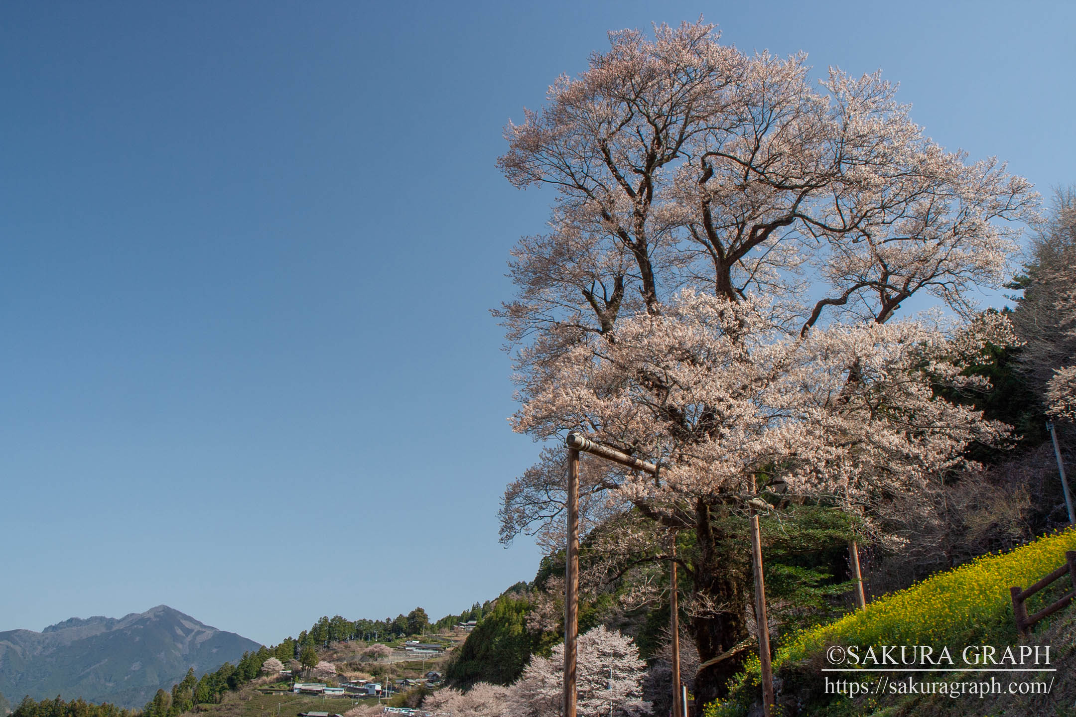 単衣】バチエリ ひょうたんに桜-