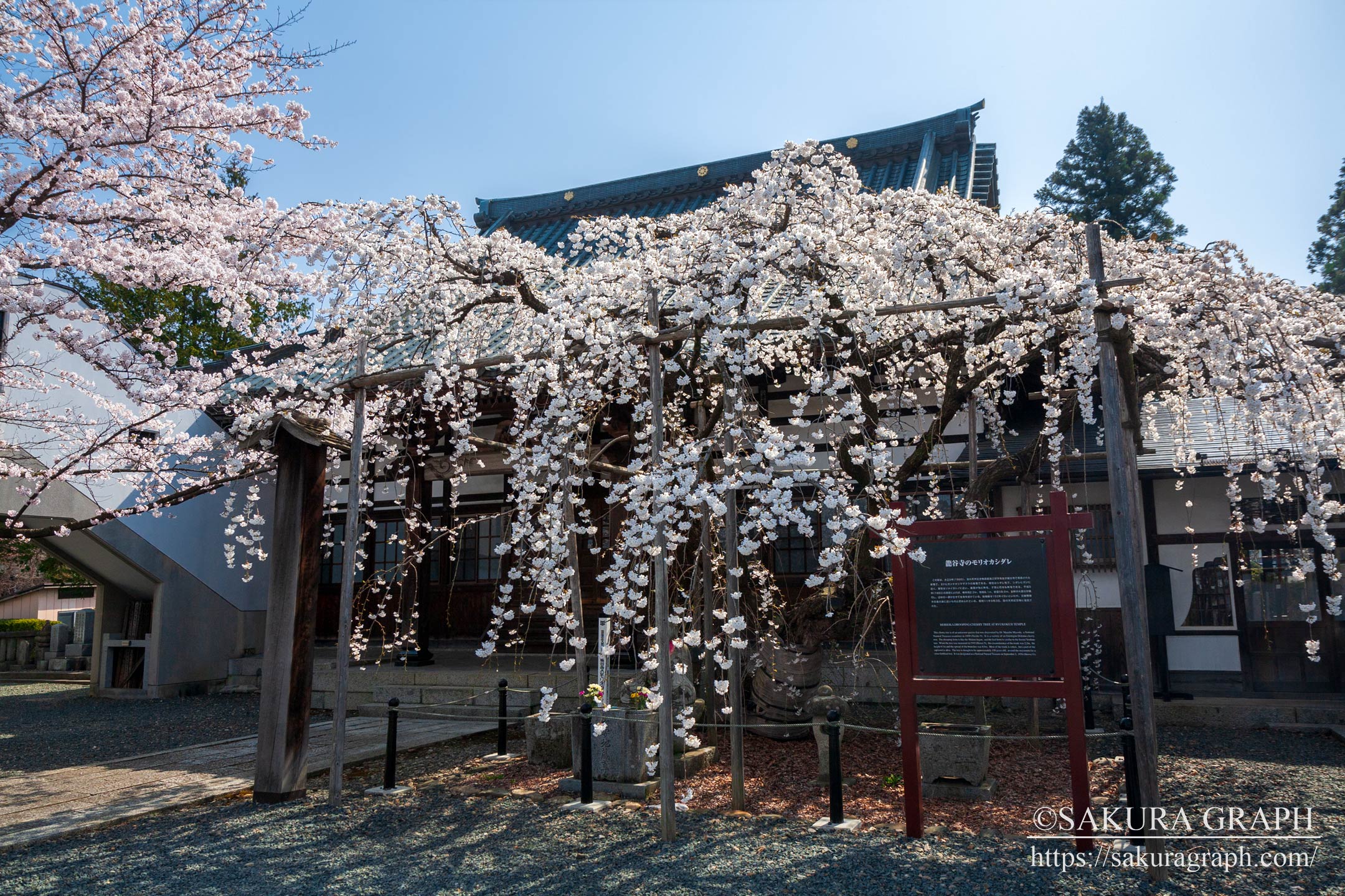 龍谷寺のモリオカシダレ