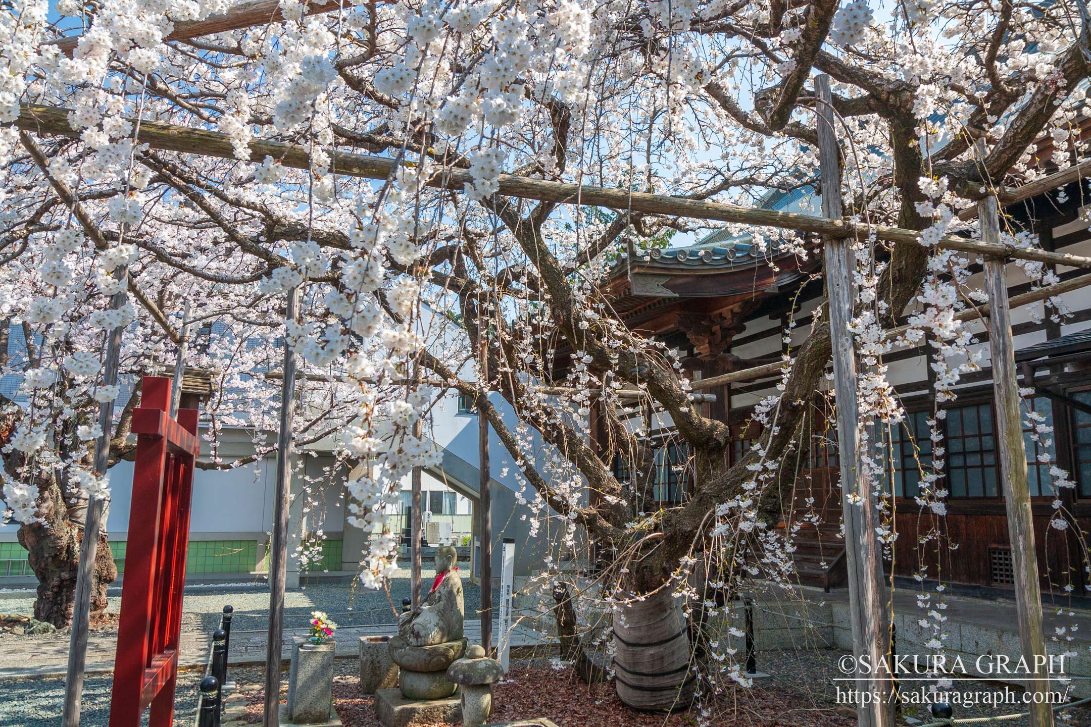 龍谷寺のモリオカシダレ