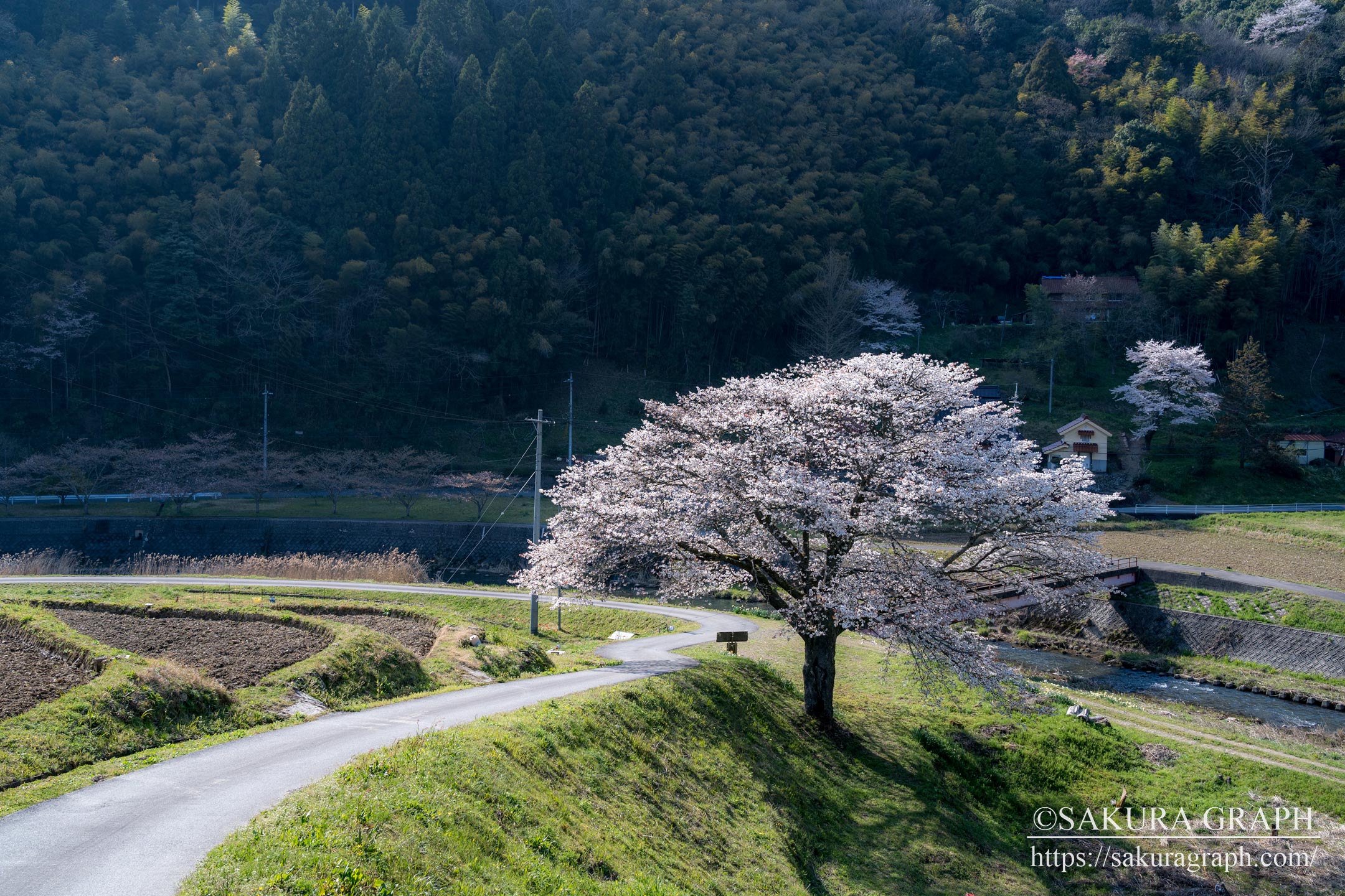 井川の一本桜