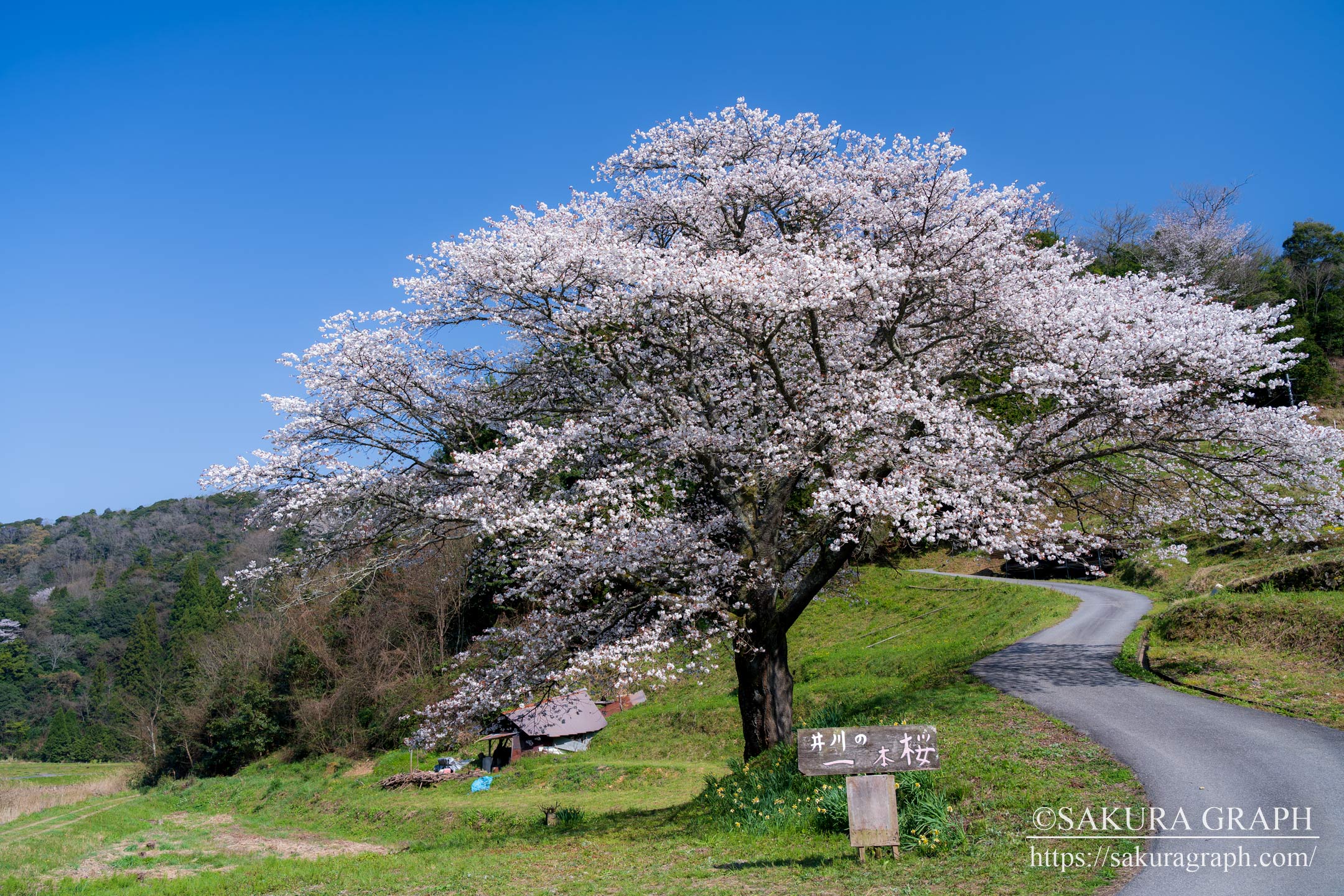 井川の一本桜