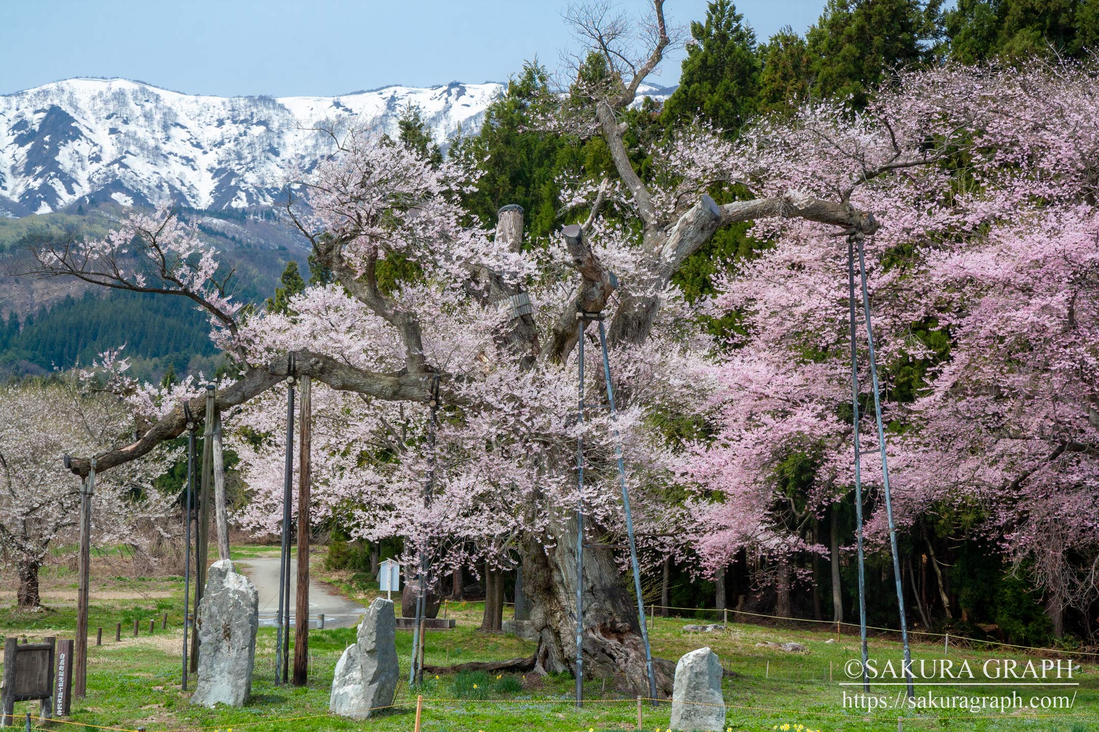 釜の越桜 Sakuragraph