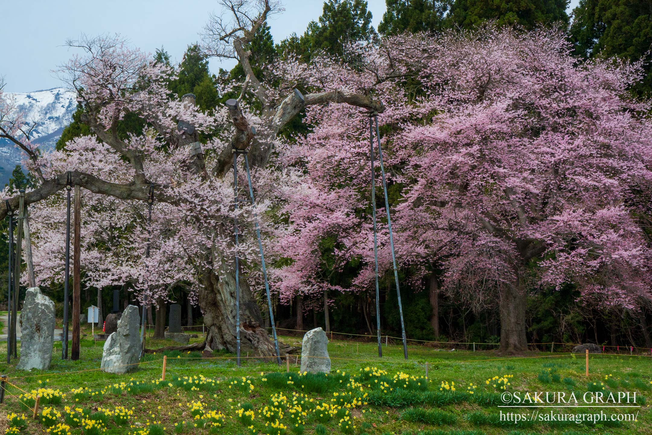 釜の越桜