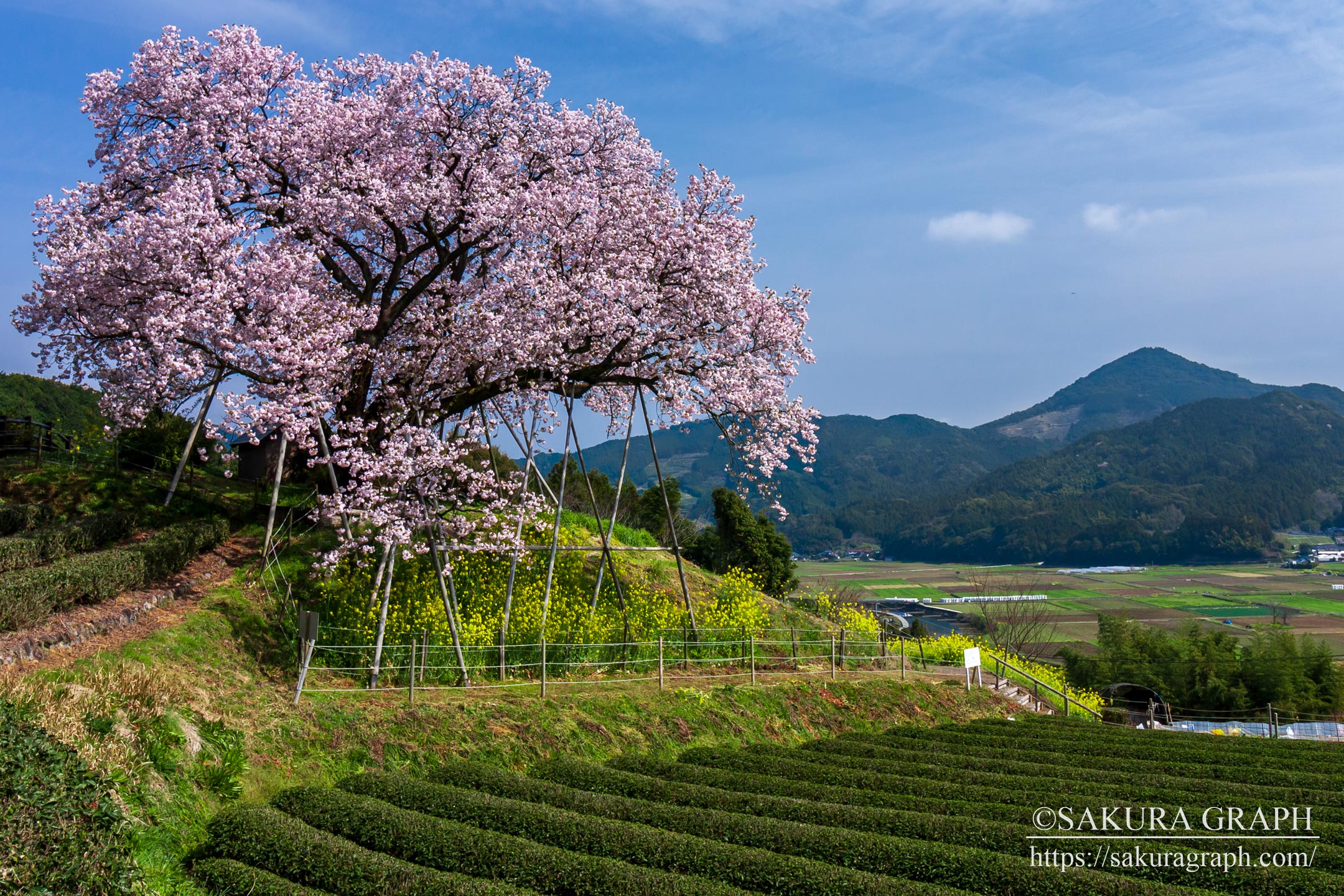 納戸料の百年桜 Sakuragraph