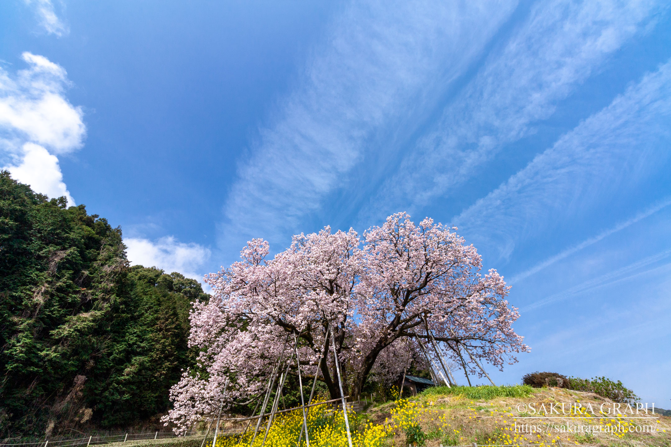 納戸料の百年桜 Sakuragraph