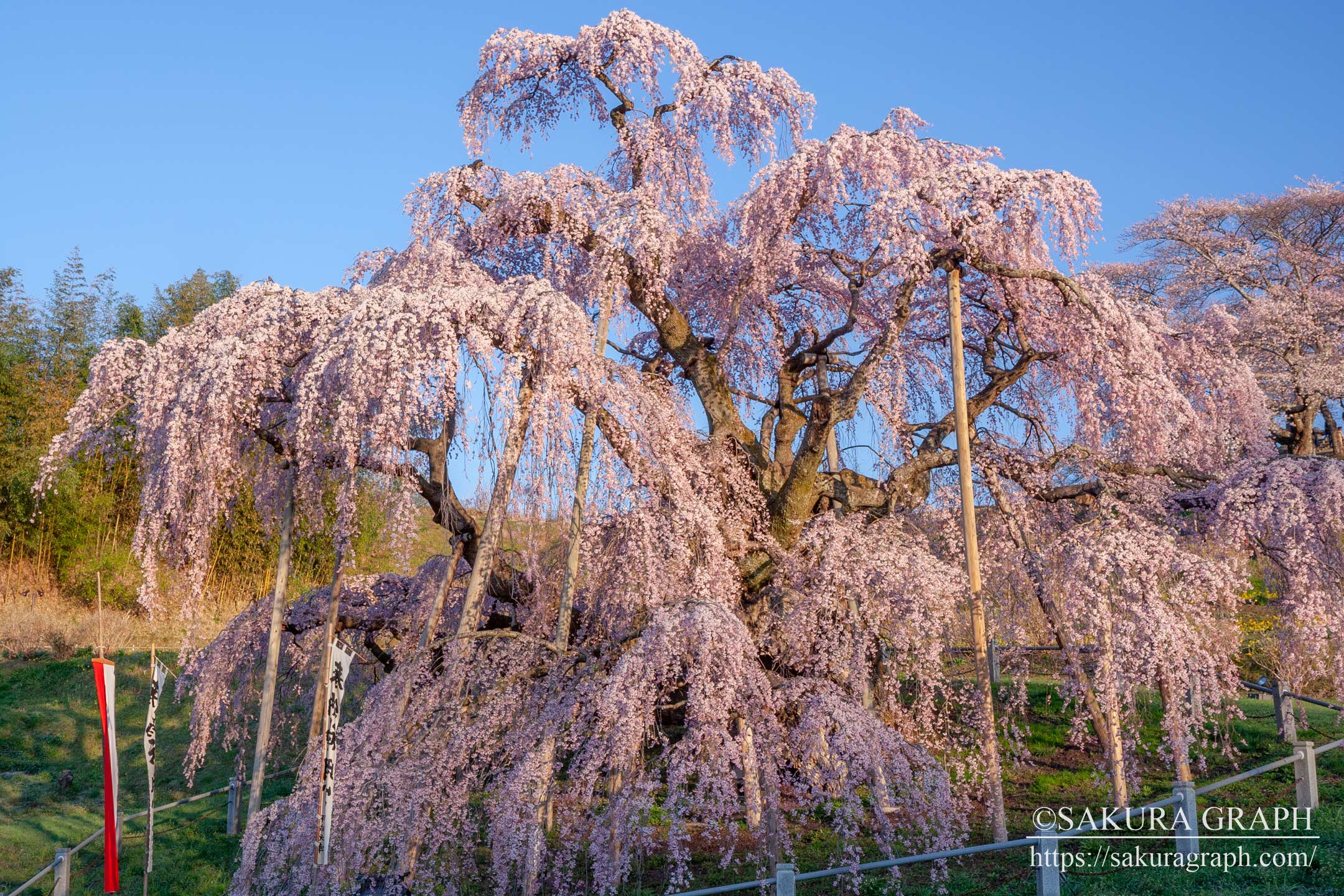 三春滝桜 - SAKURAGRAPH