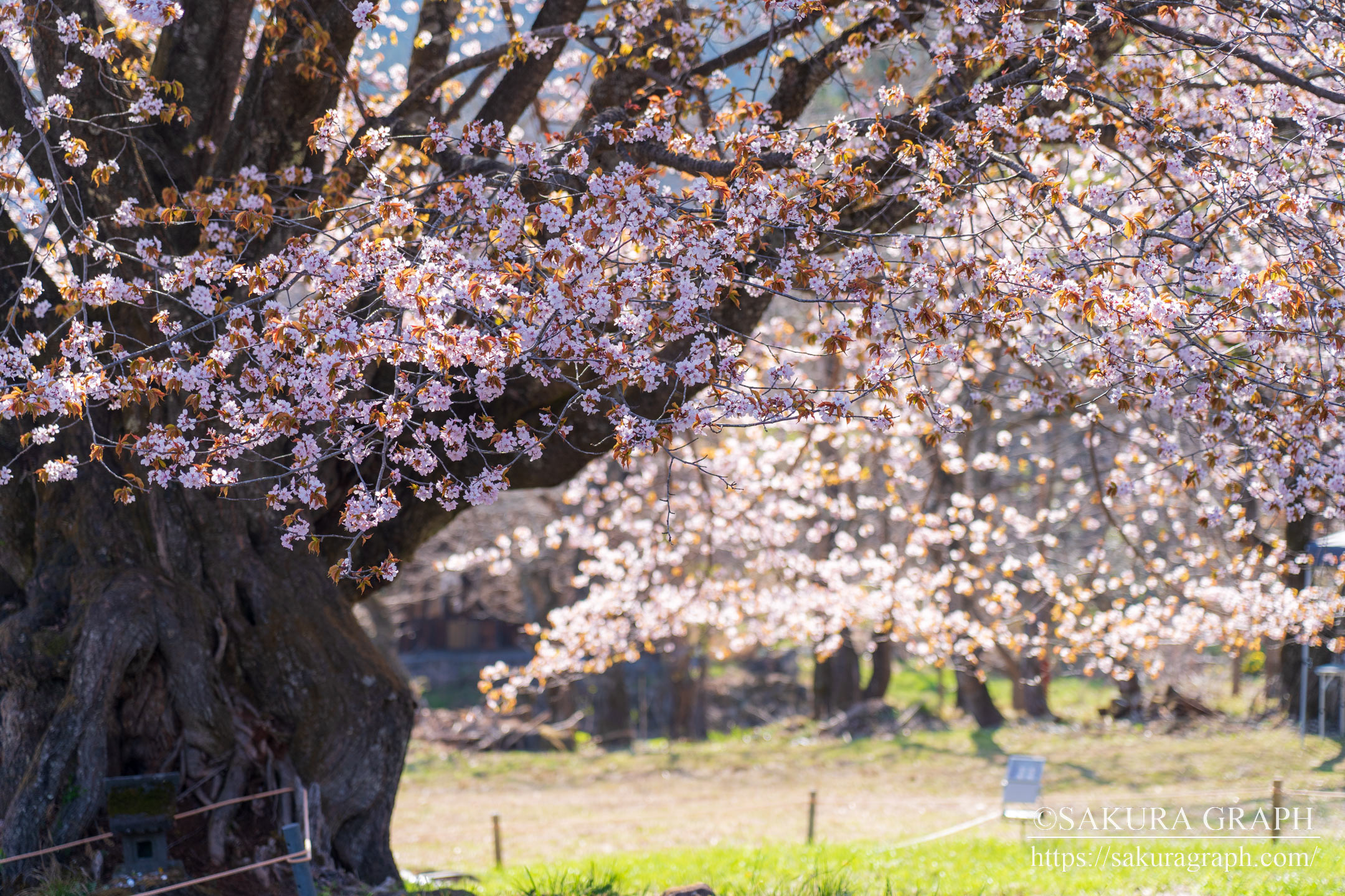 針山の天王桜 Sakuragraph