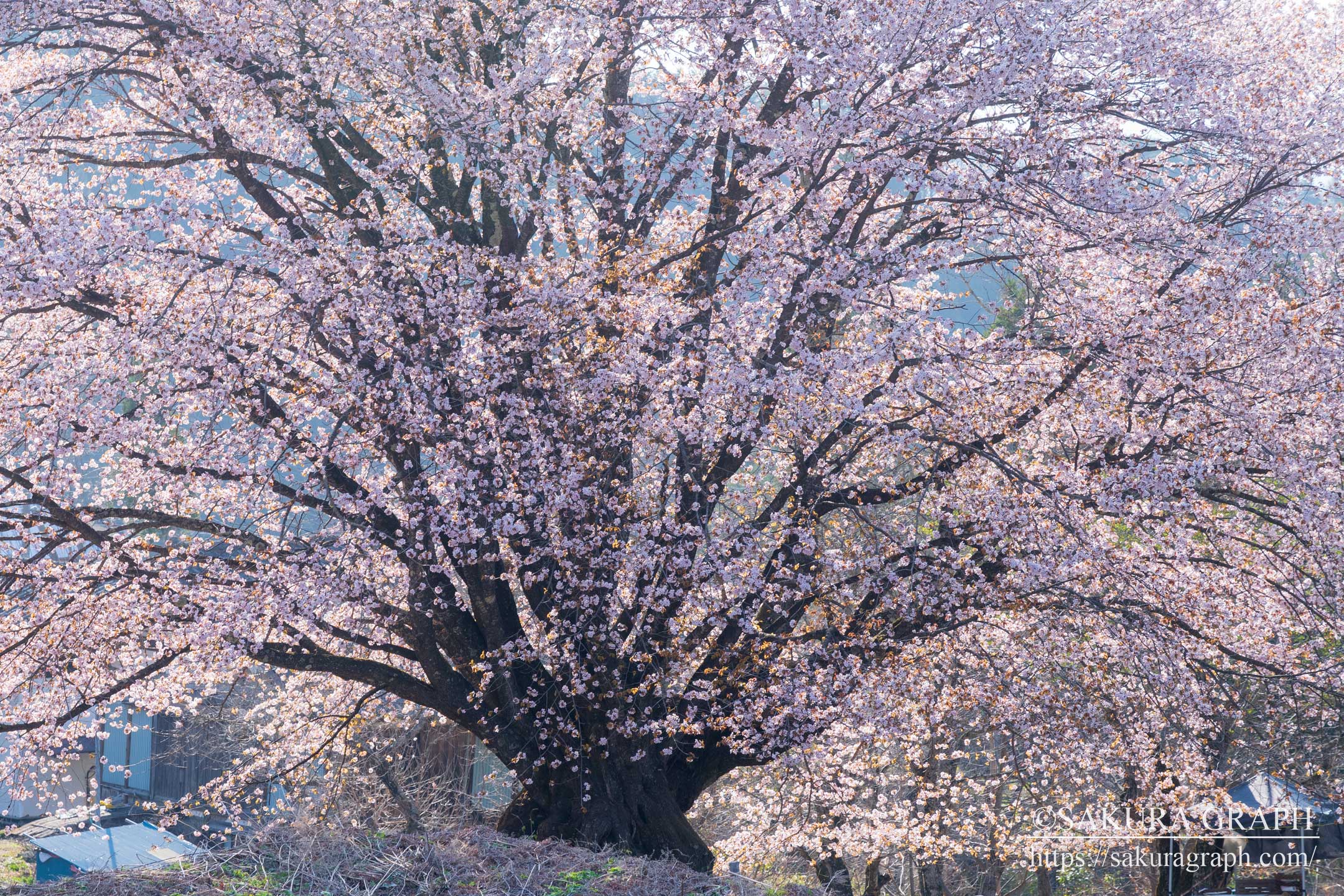 針山の天王桜 Sakuragraph