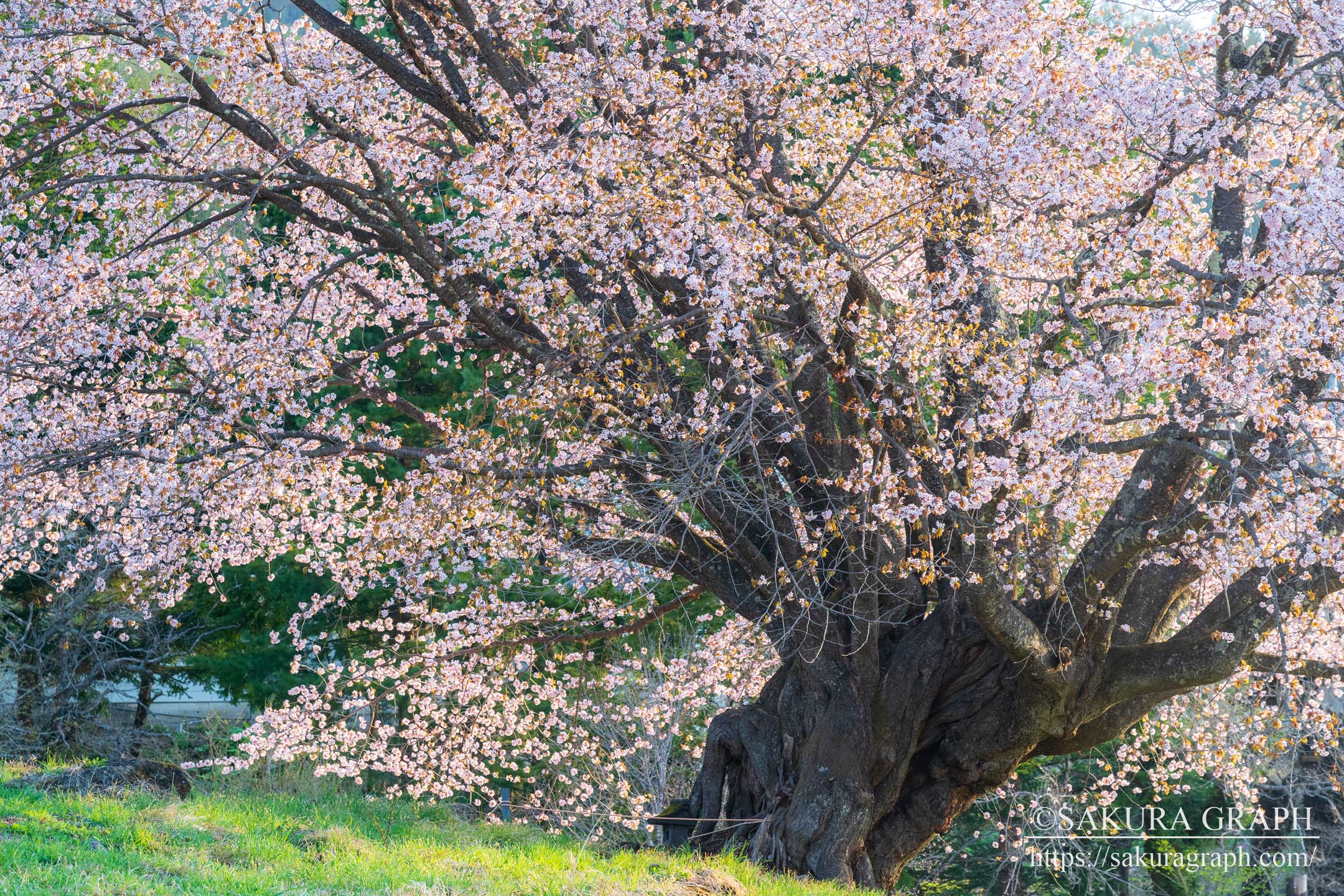 針山の天王桜 Sakuragraph