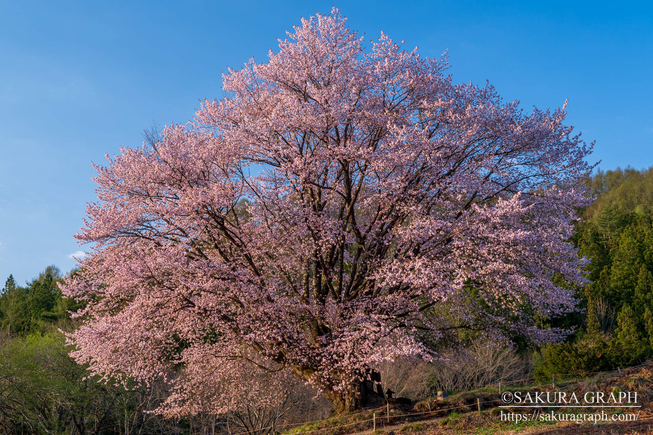 針山の天王桜 Sakuragraph