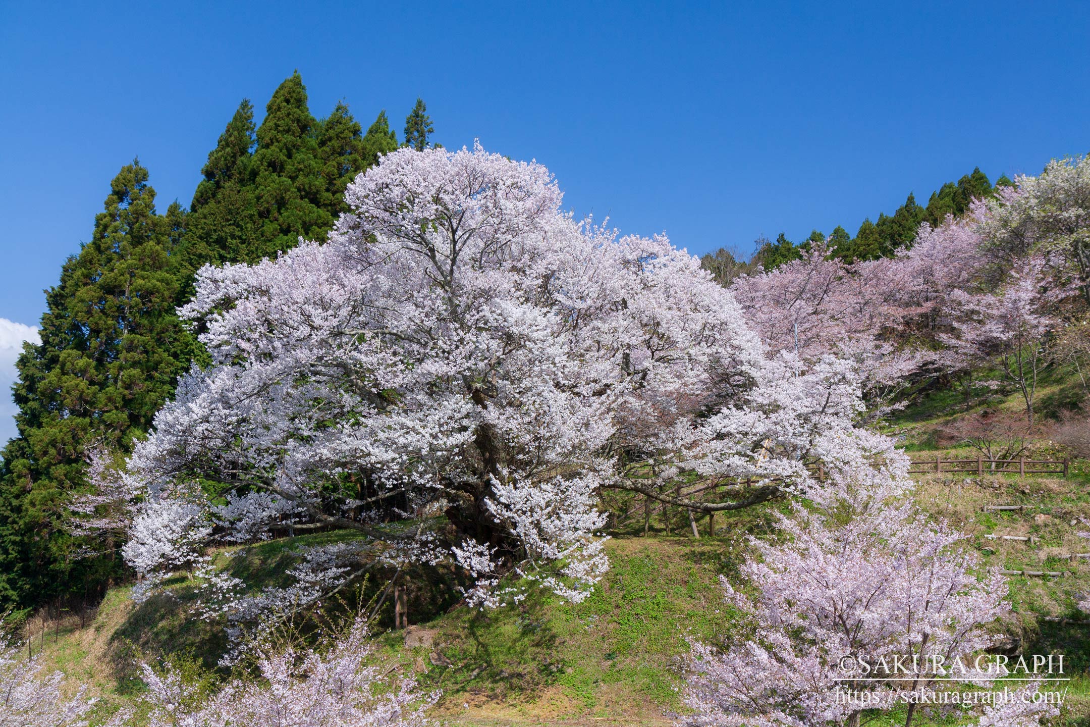 佛隆寺の千年桜 Sakuragraph