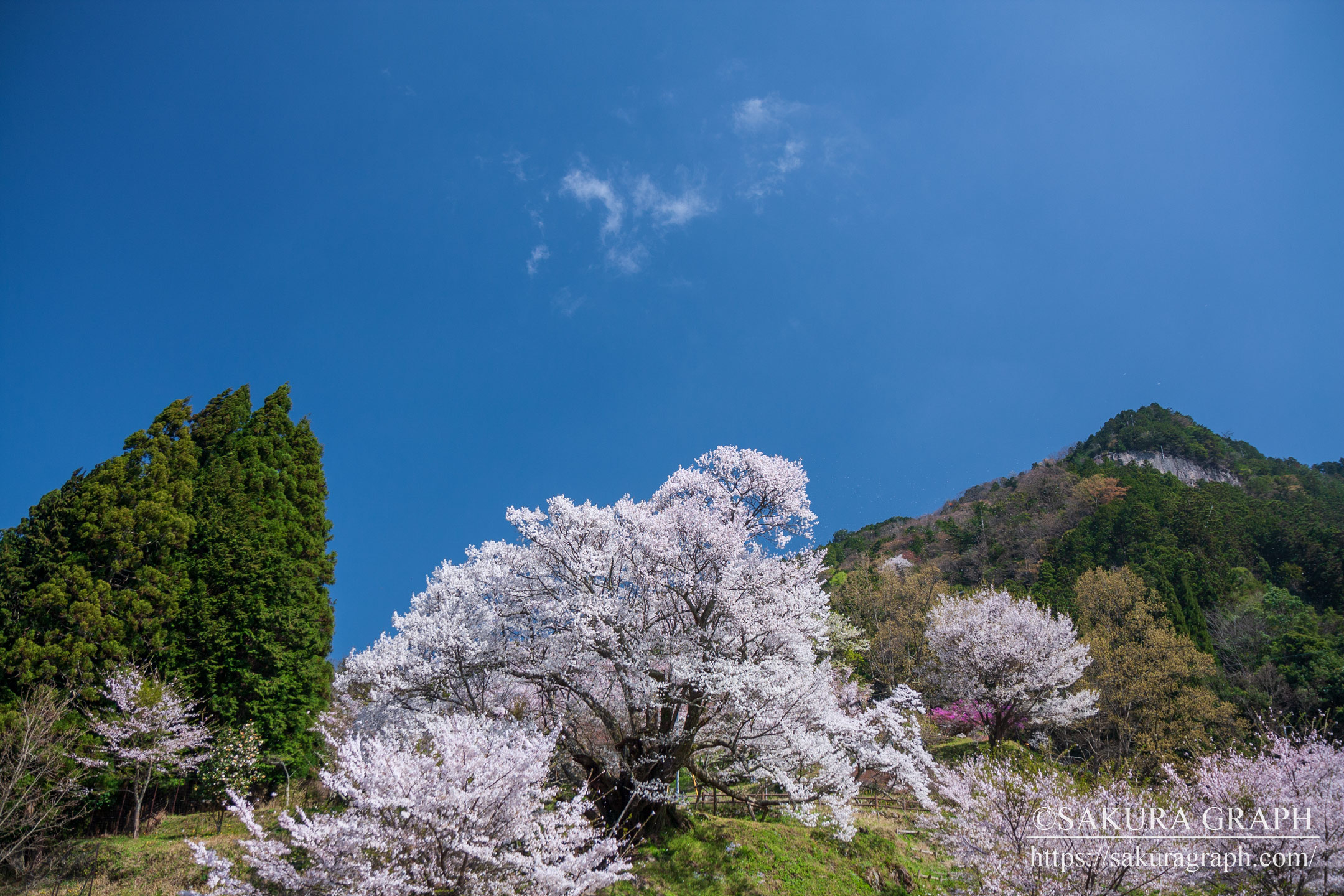 佛隆寺の千年桜 Sakuragraph