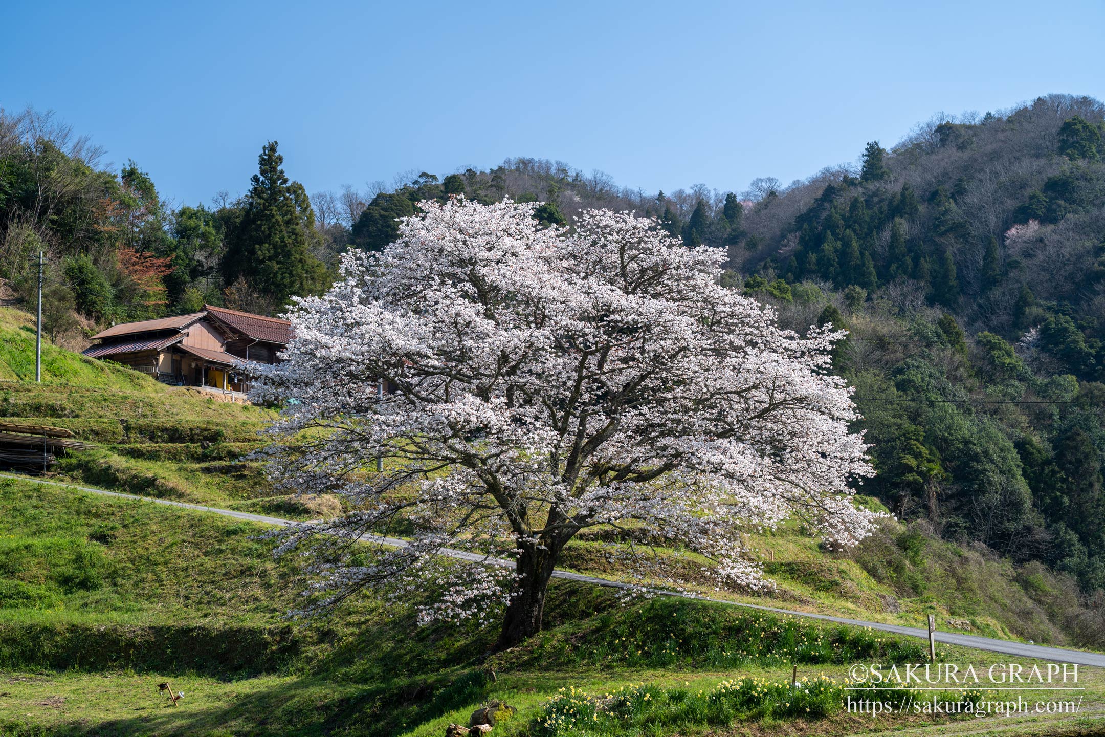 井川の一本桜