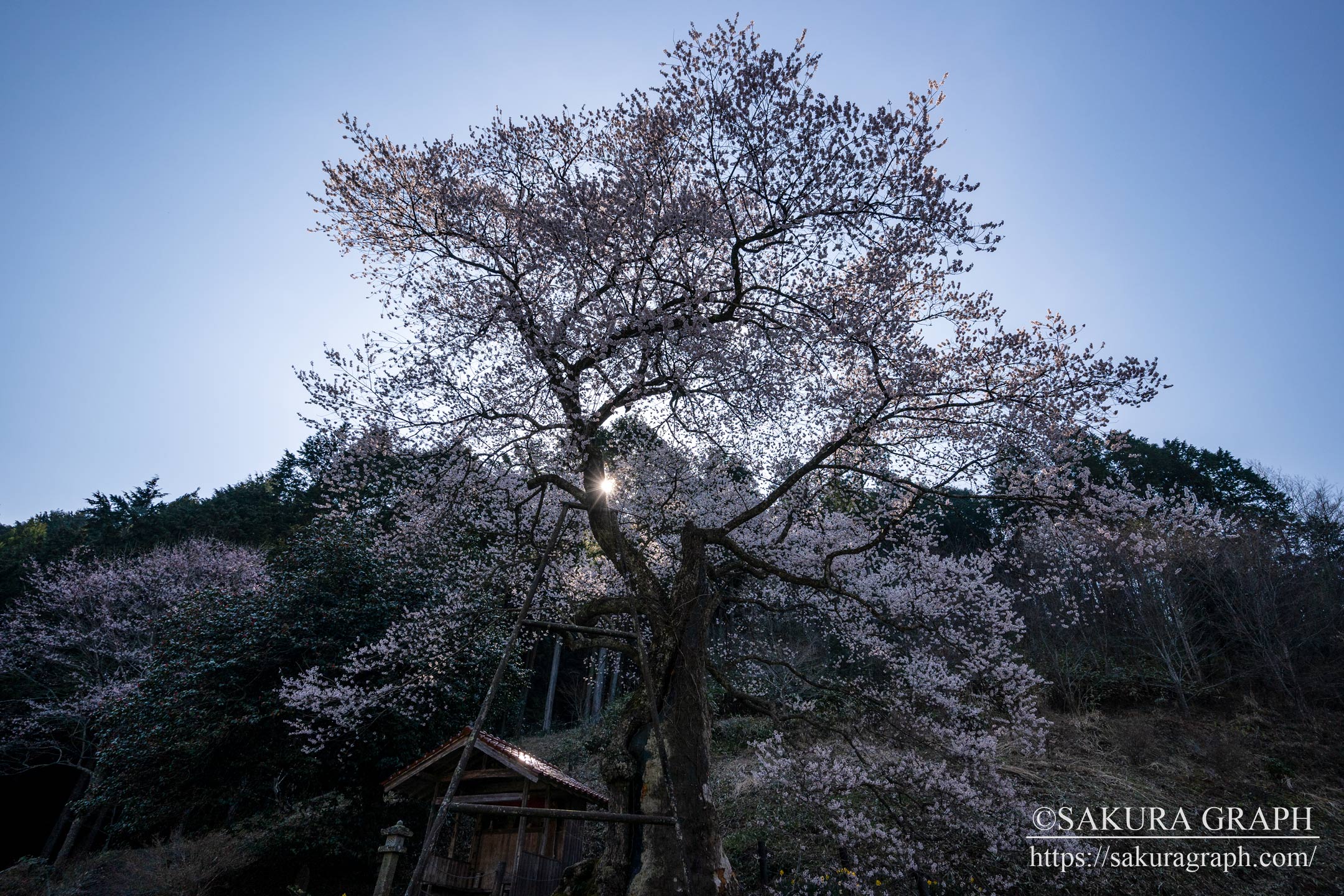 岩井畝の大桜