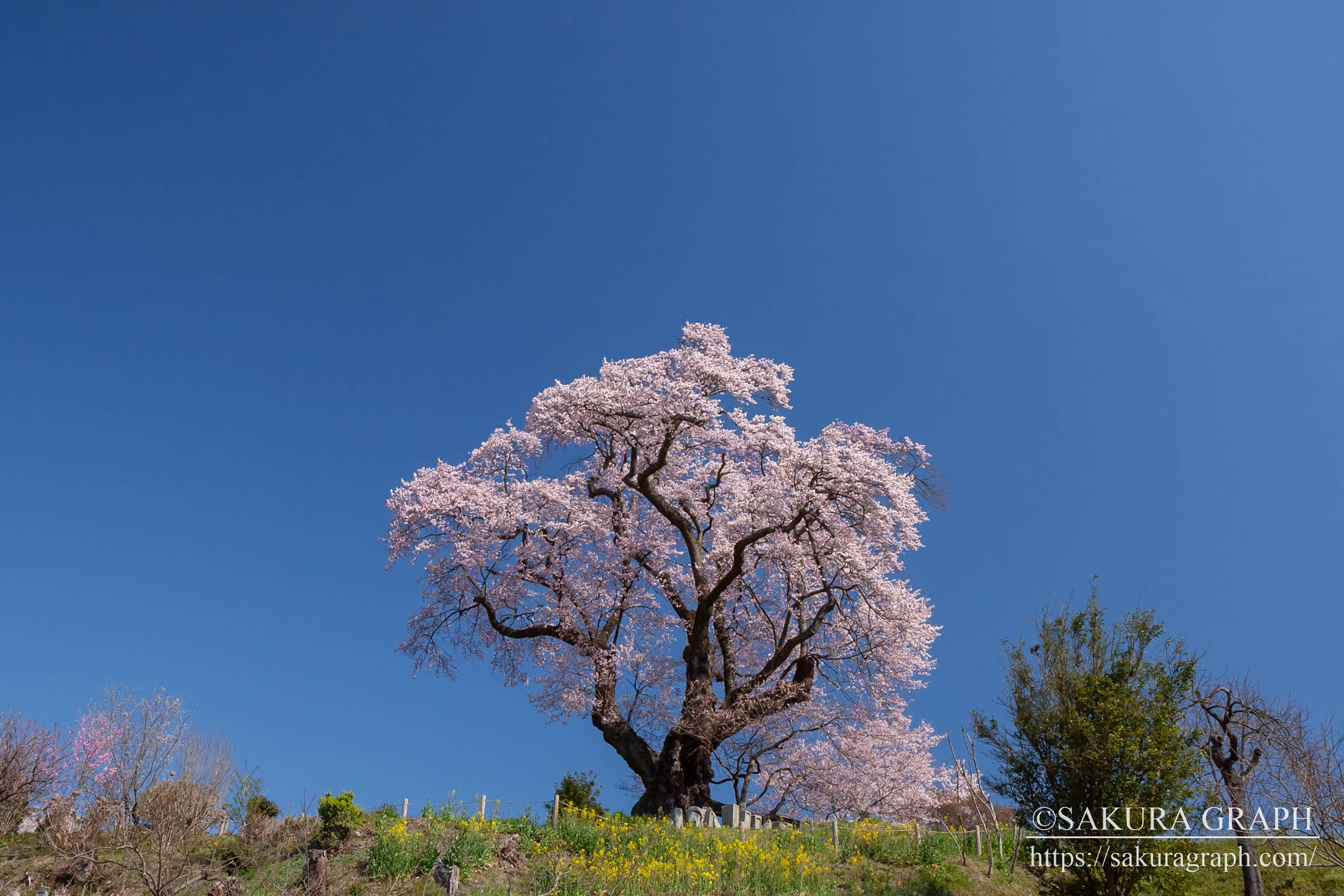 塩ノ崎の大桜