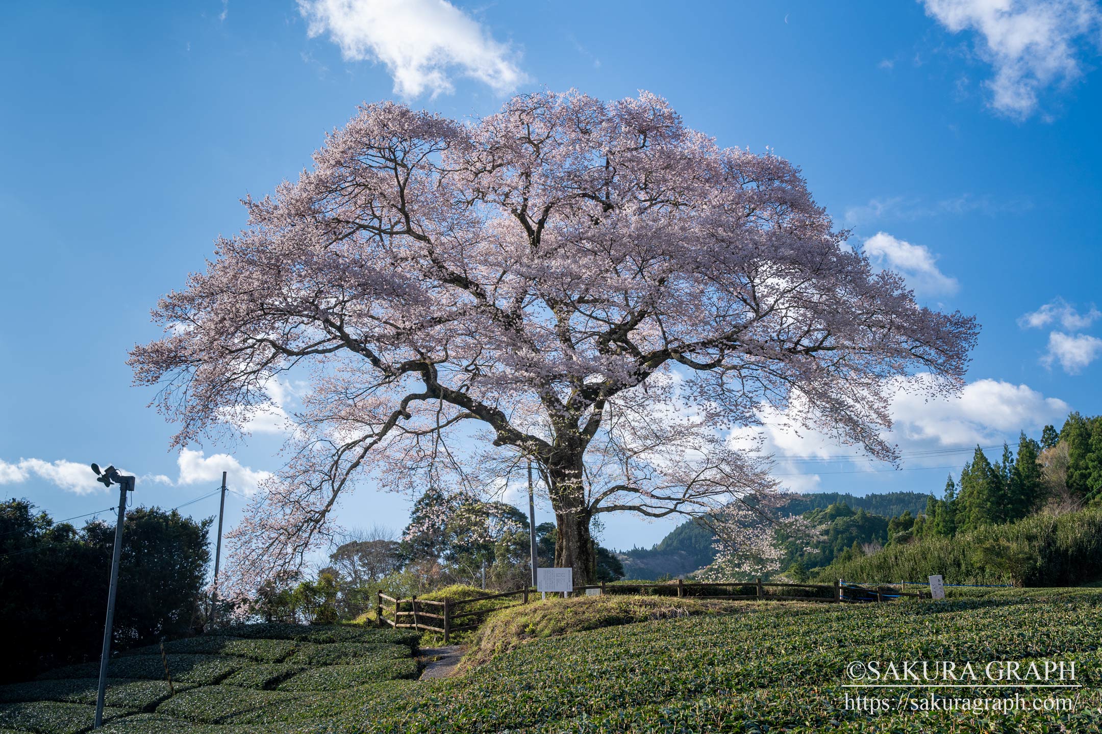 牛代のみずめ桜