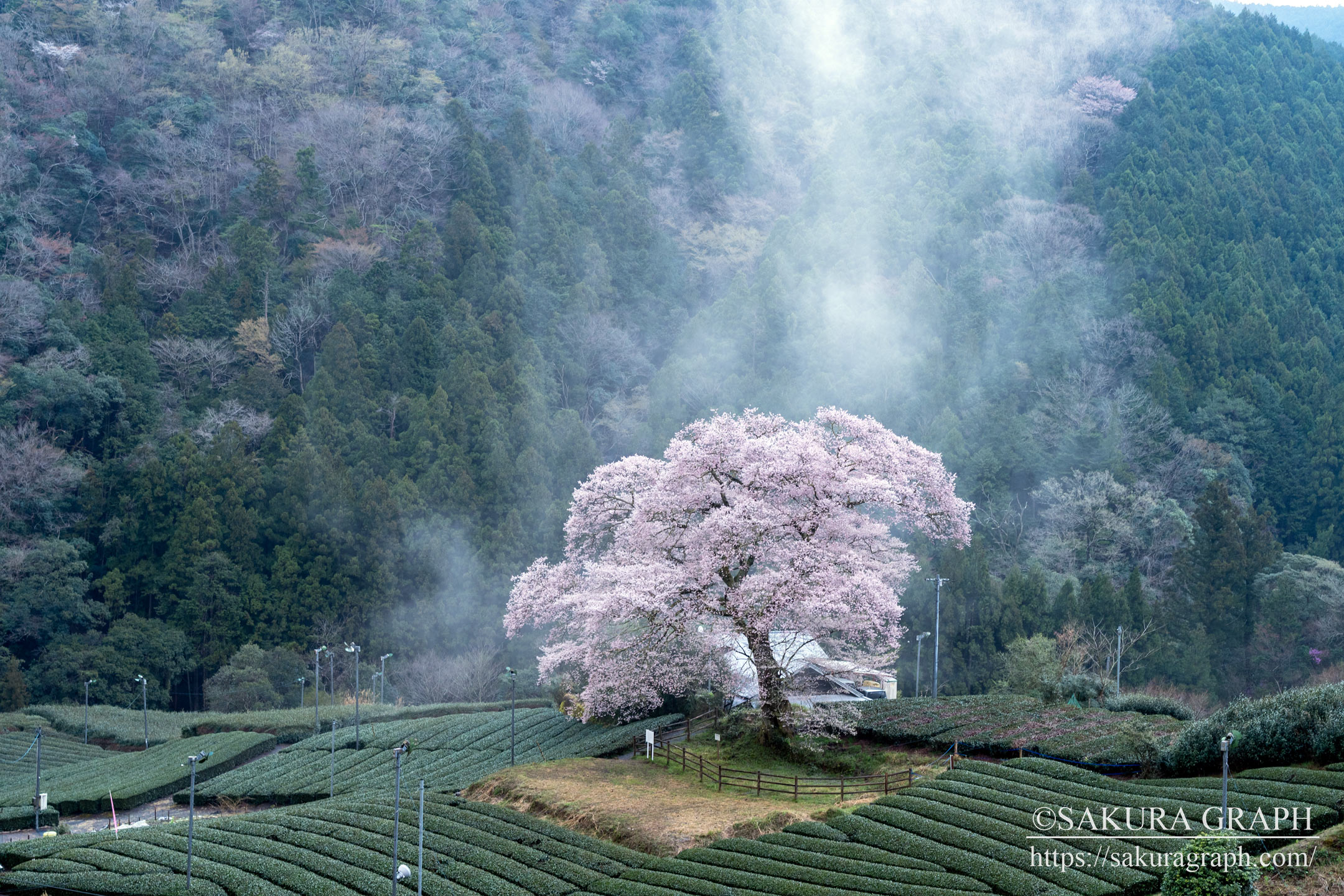 牛代のみずめ桜