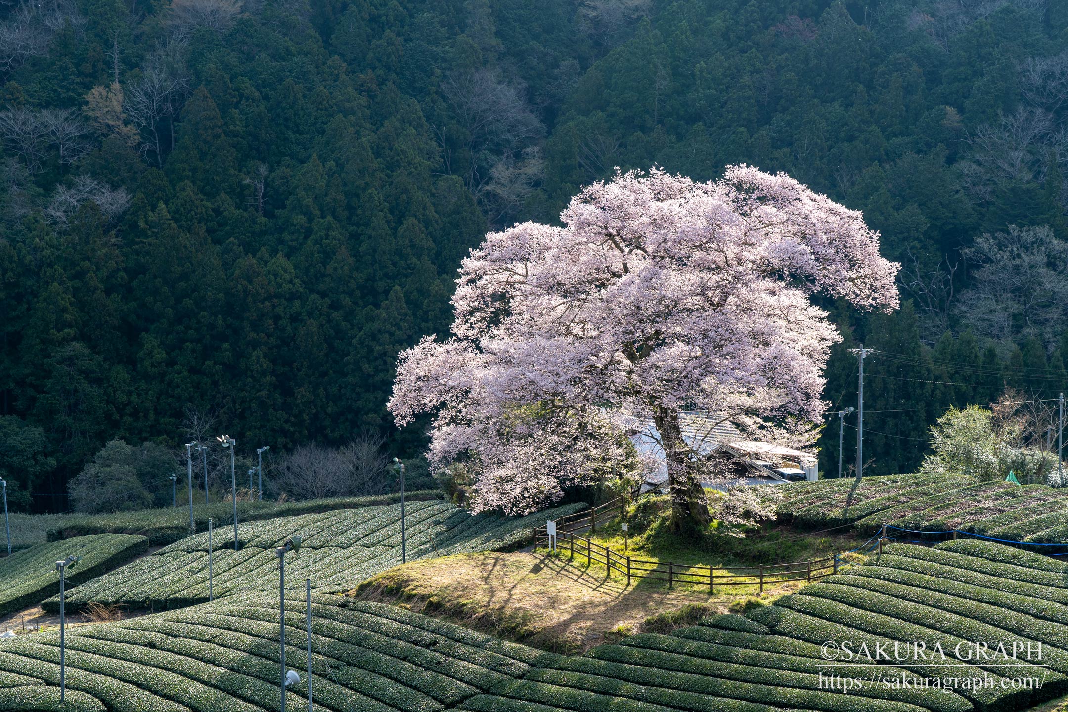 牛代のみずめ桜