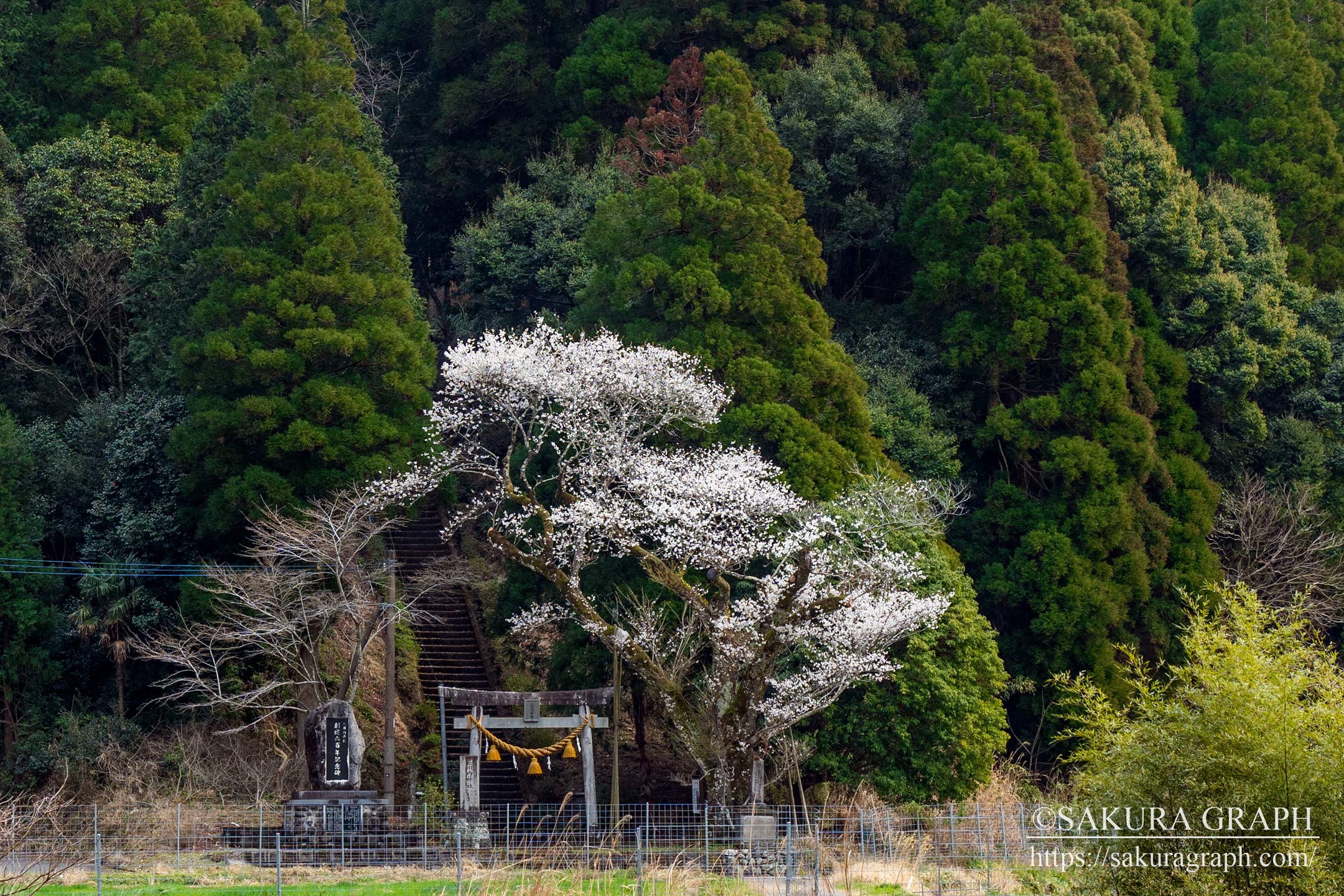 三川内神社の桜