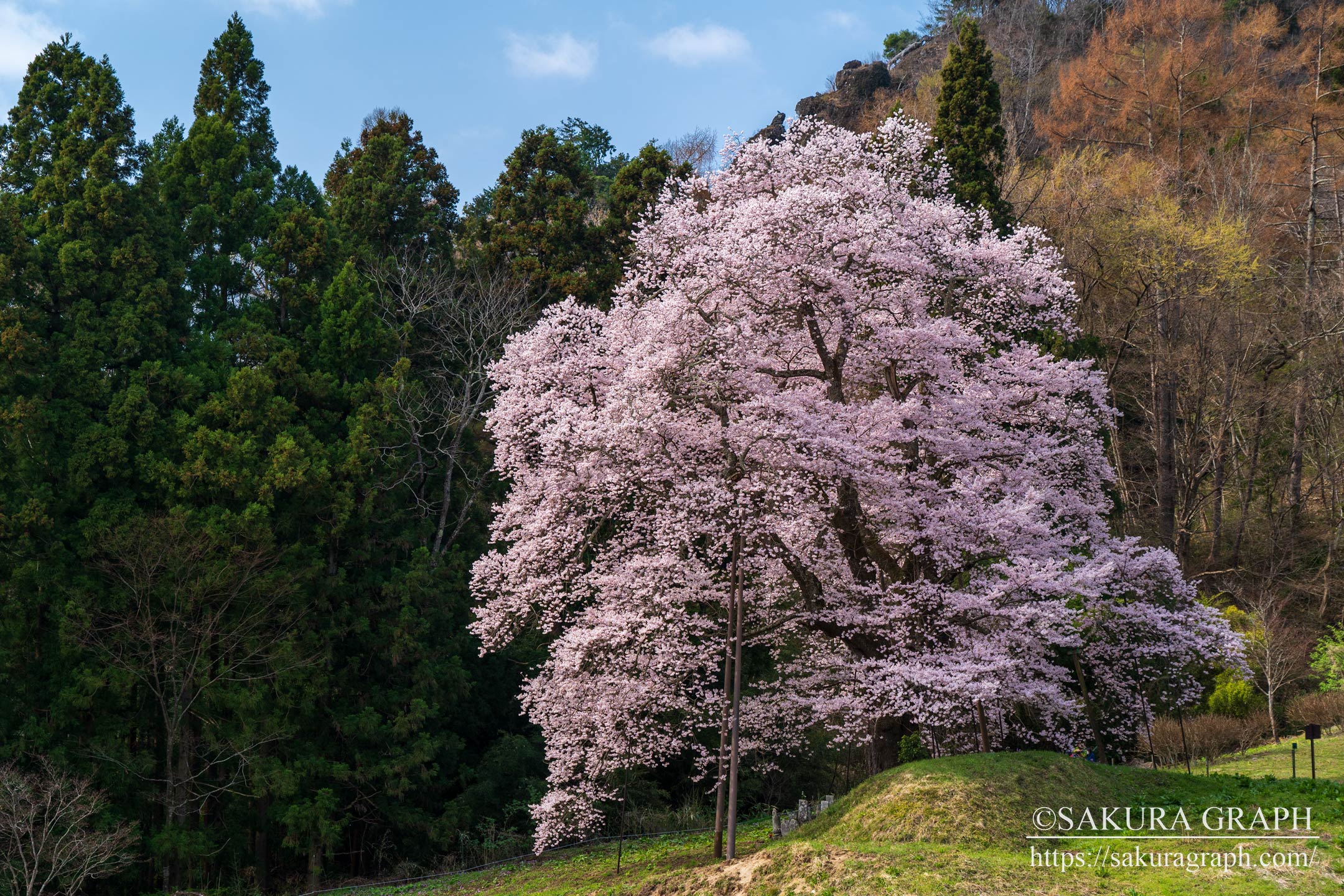 秋山の駒桜