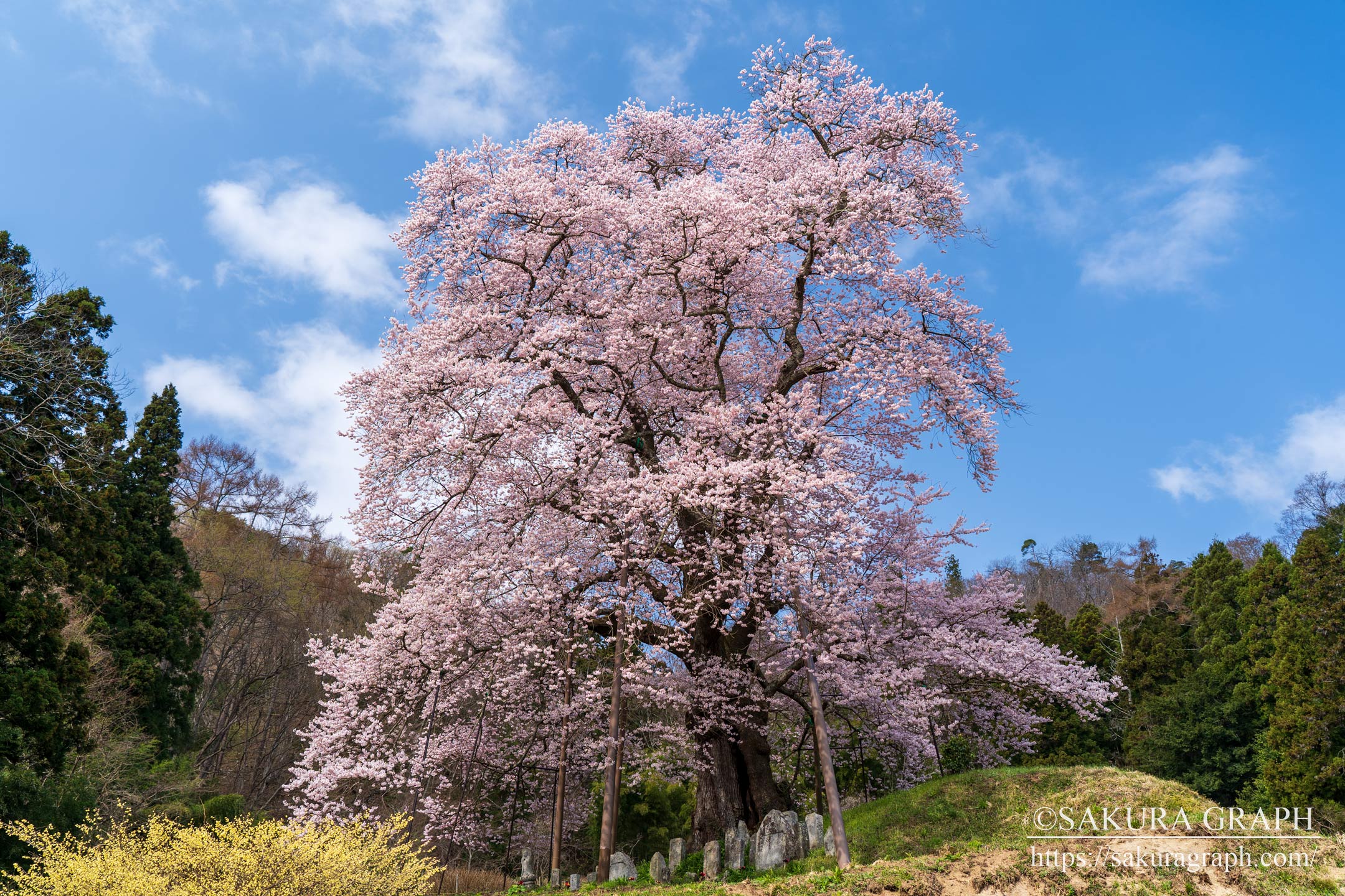 秋山の駒桜