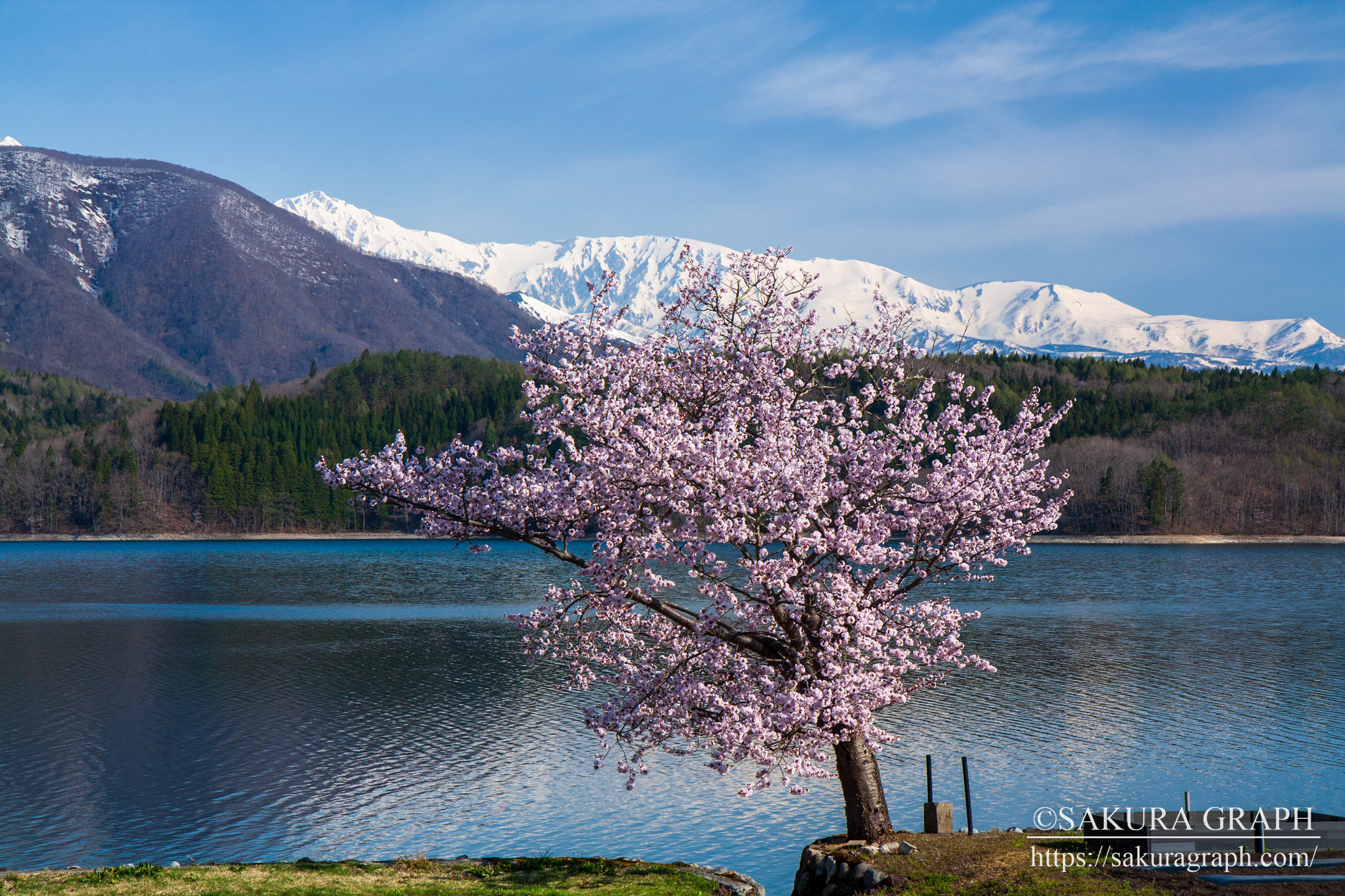 青木湖の桜