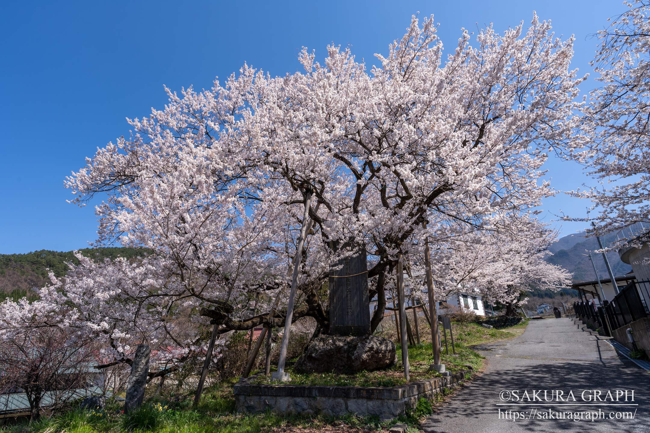 延命地蔵堂の桜