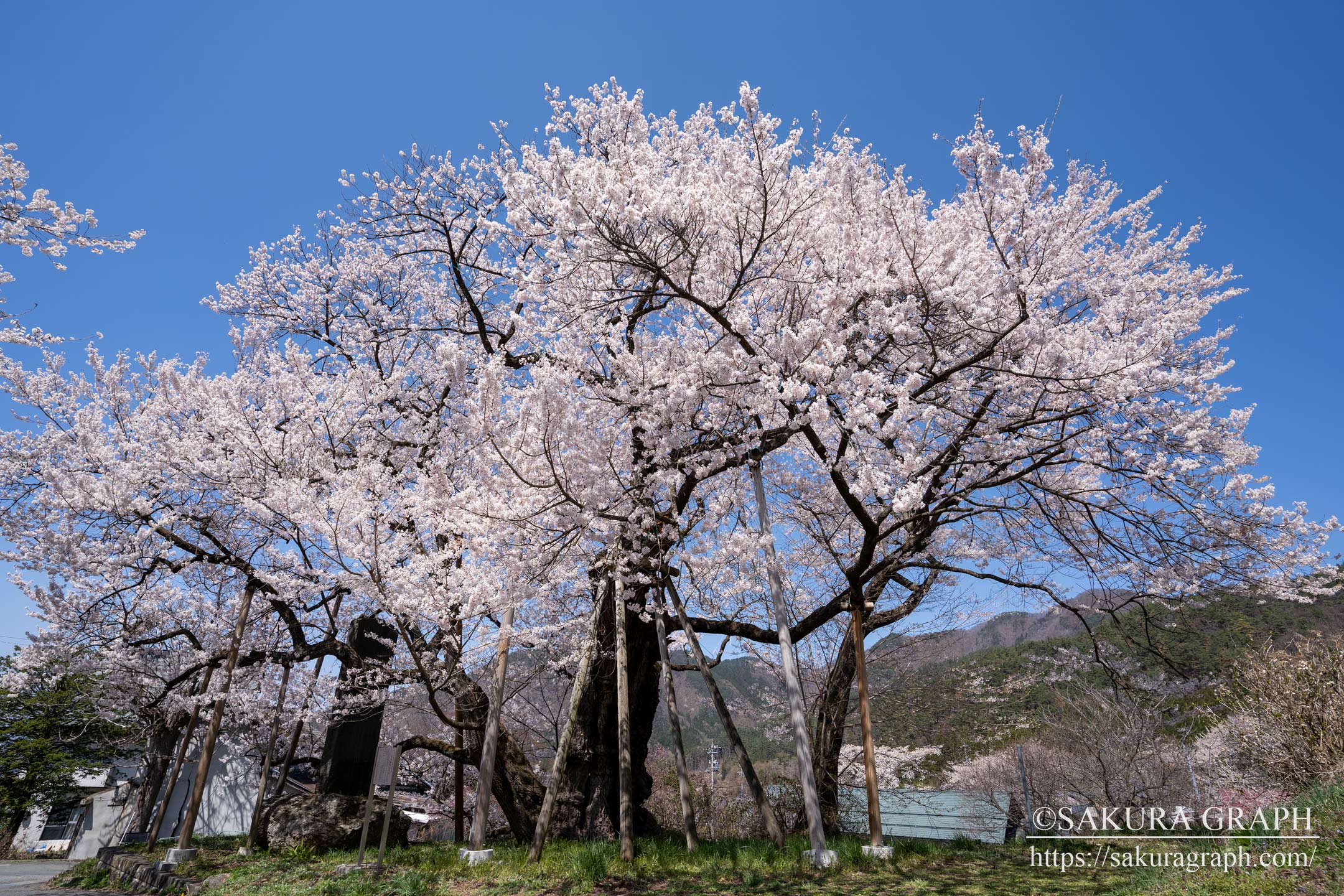 延命地蔵堂の桜