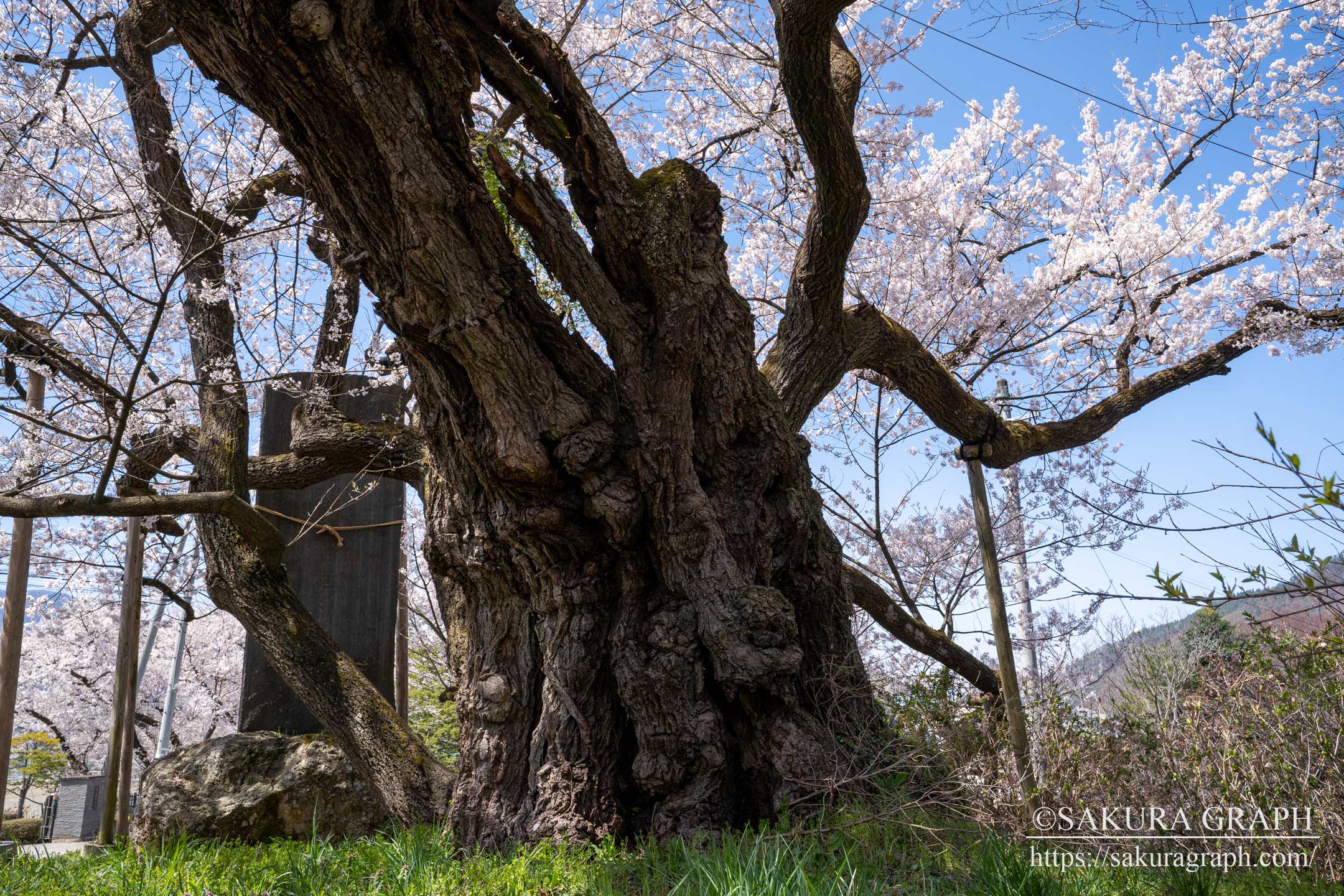 延命地蔵堂の桜