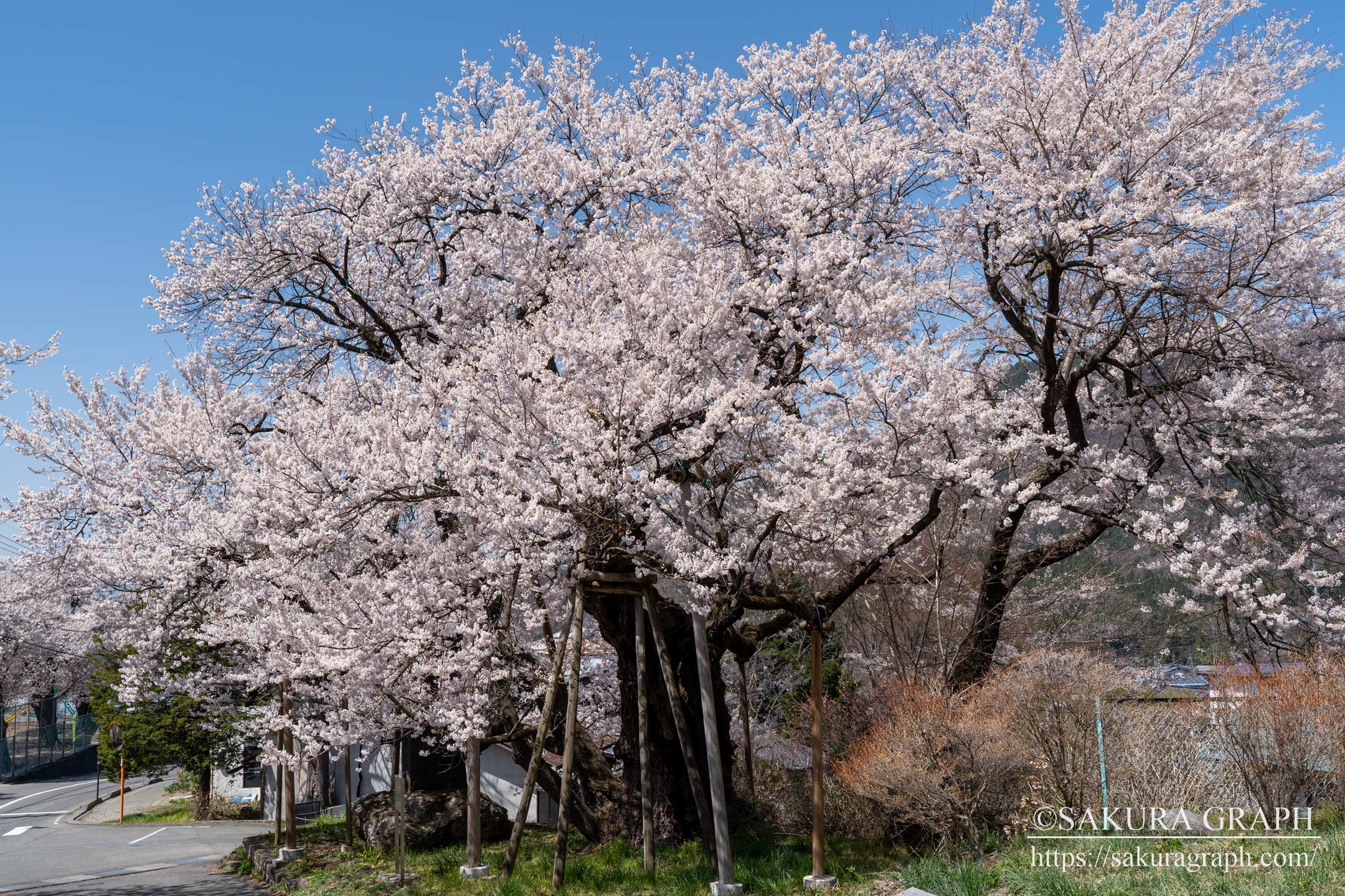 延命地蔵堂の桜