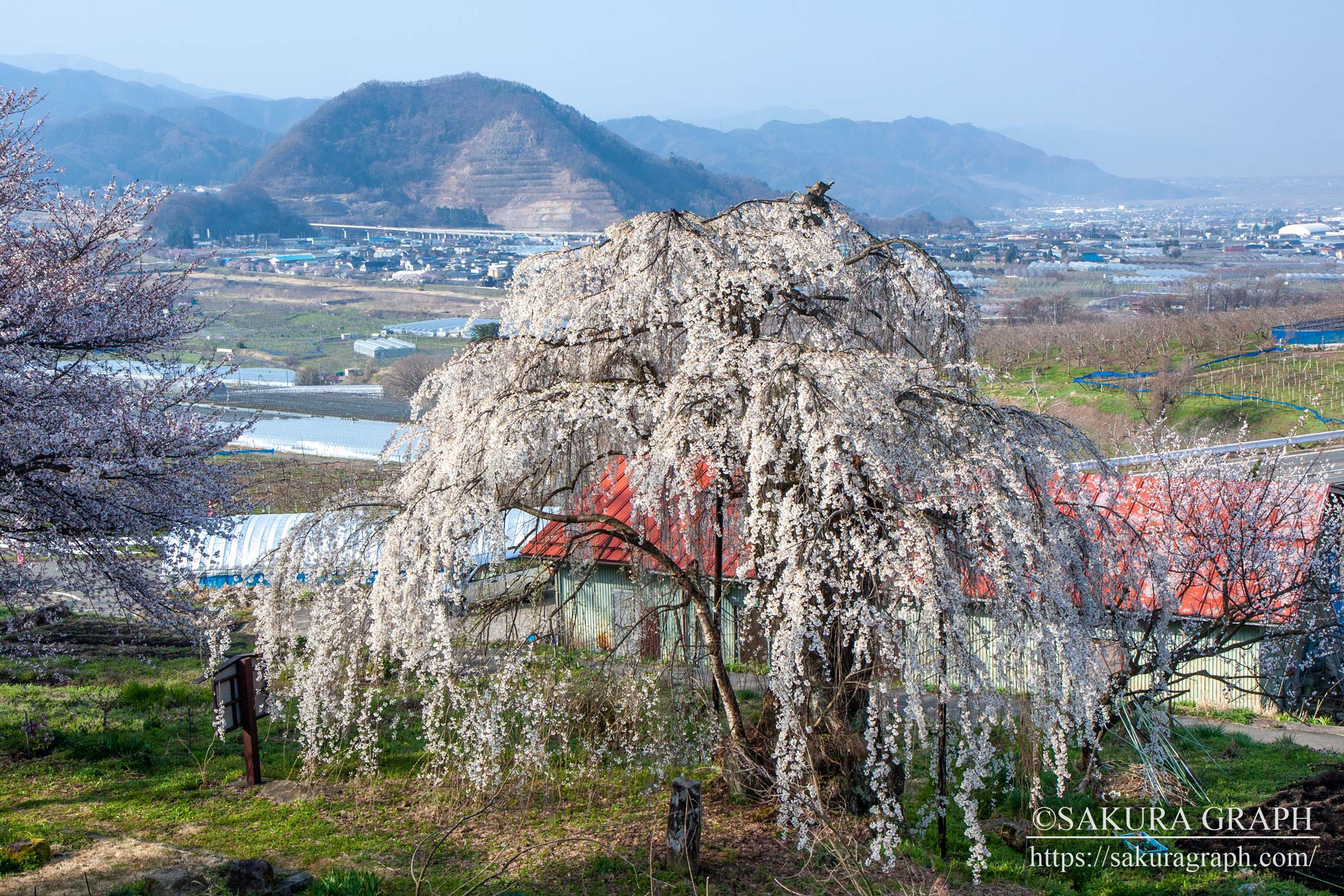 源平しだれ桜