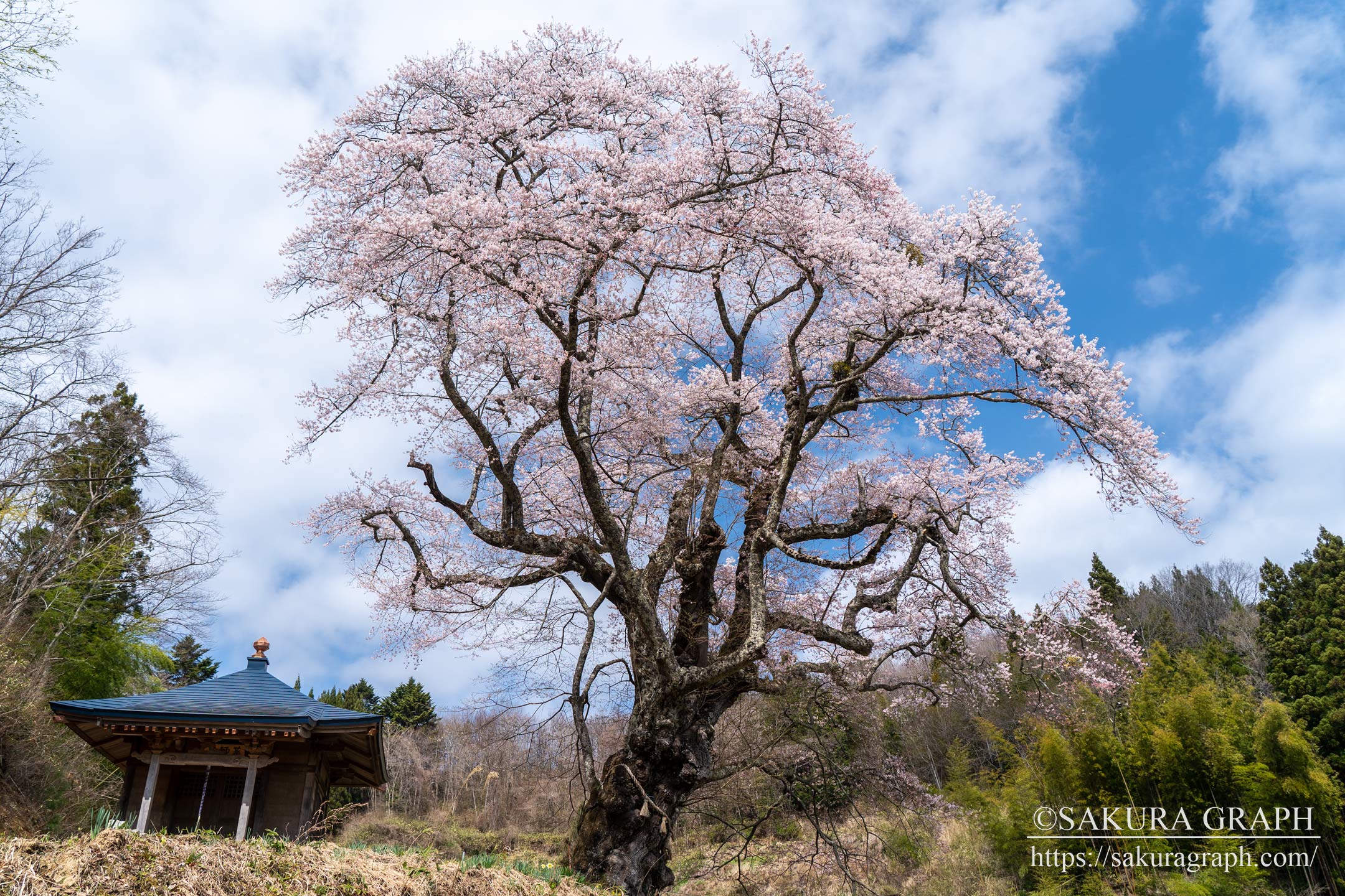 筆甫の親王桜