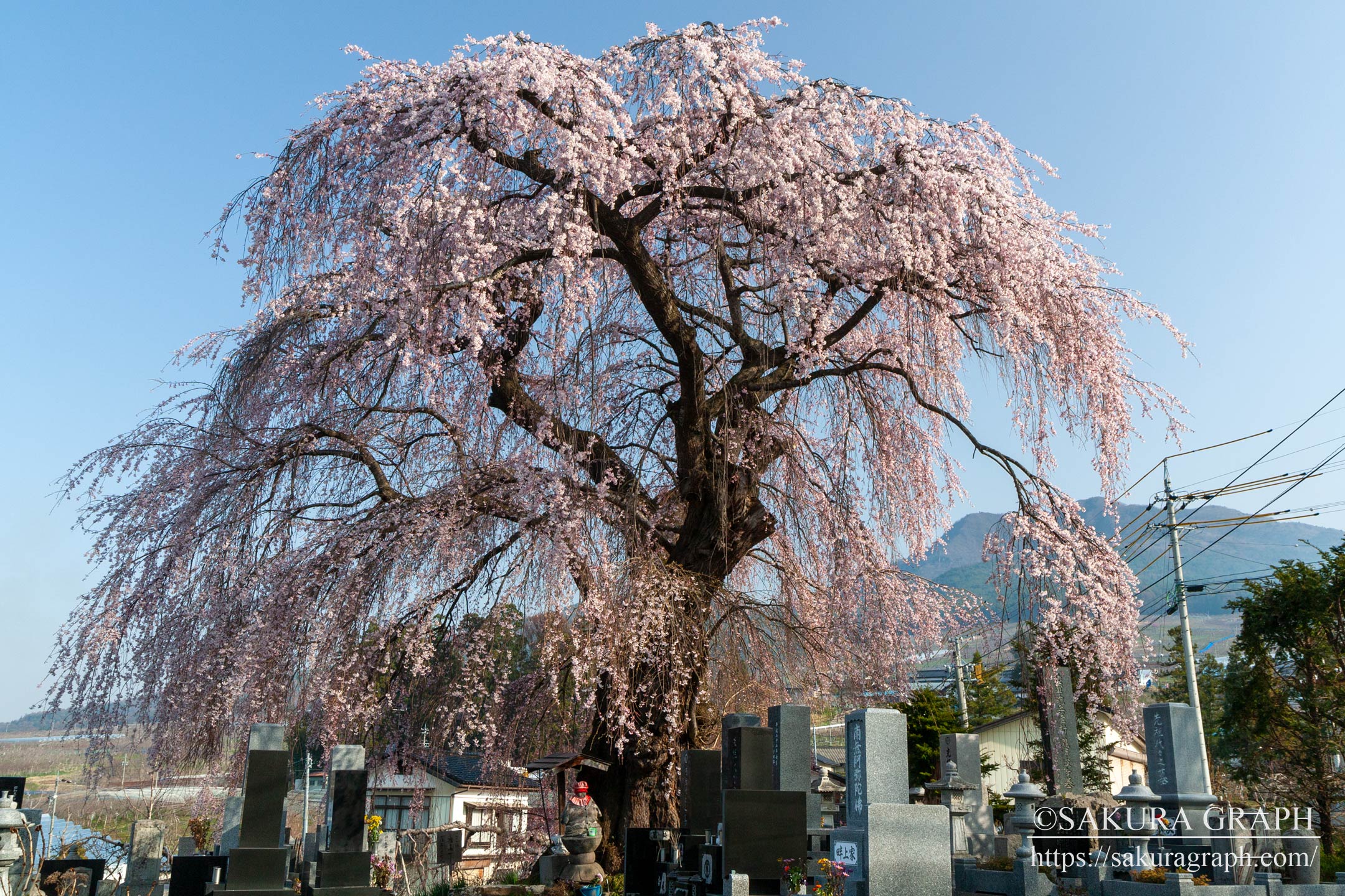 区民会館前のしだれ桜