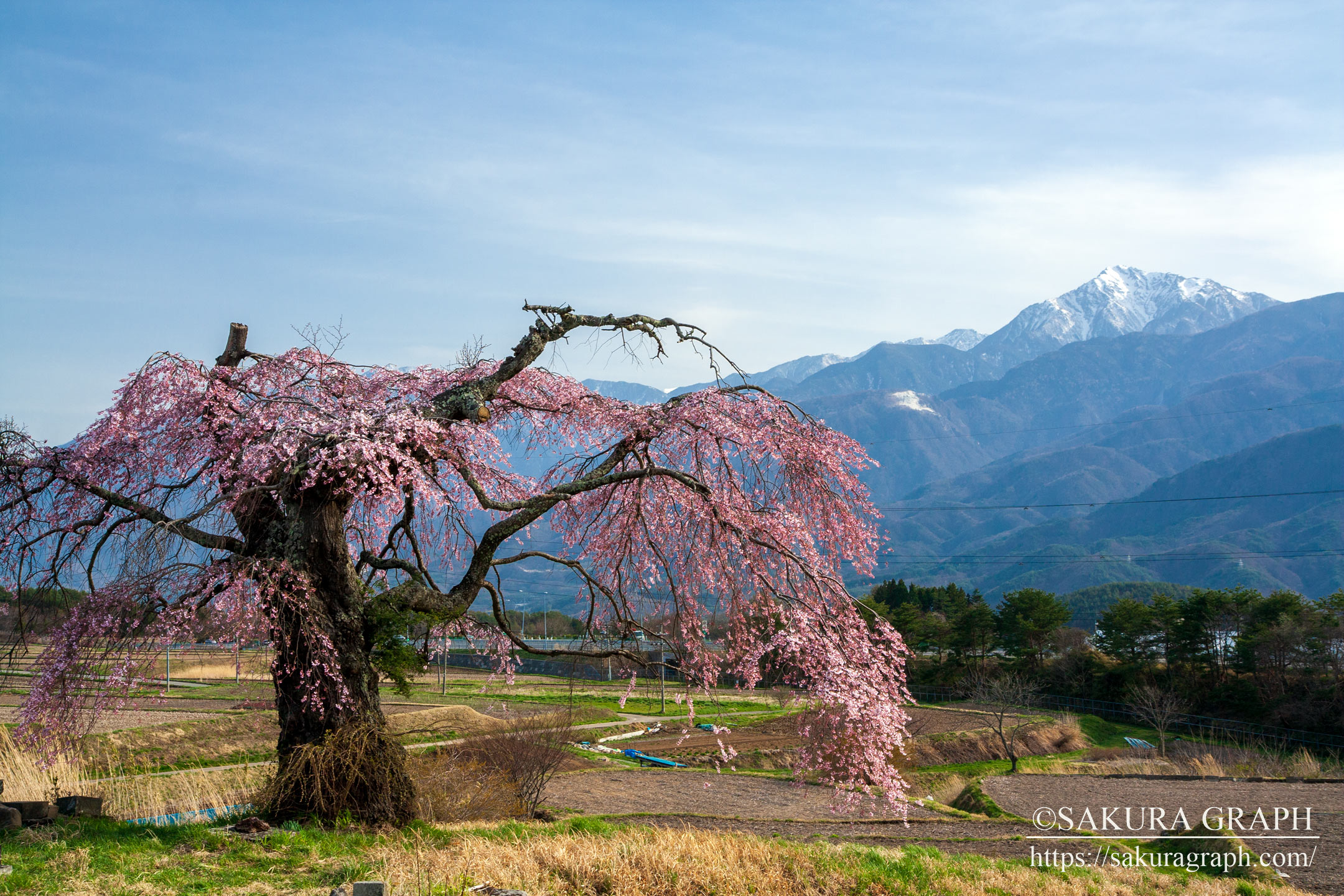 葛窪のしだれ桜